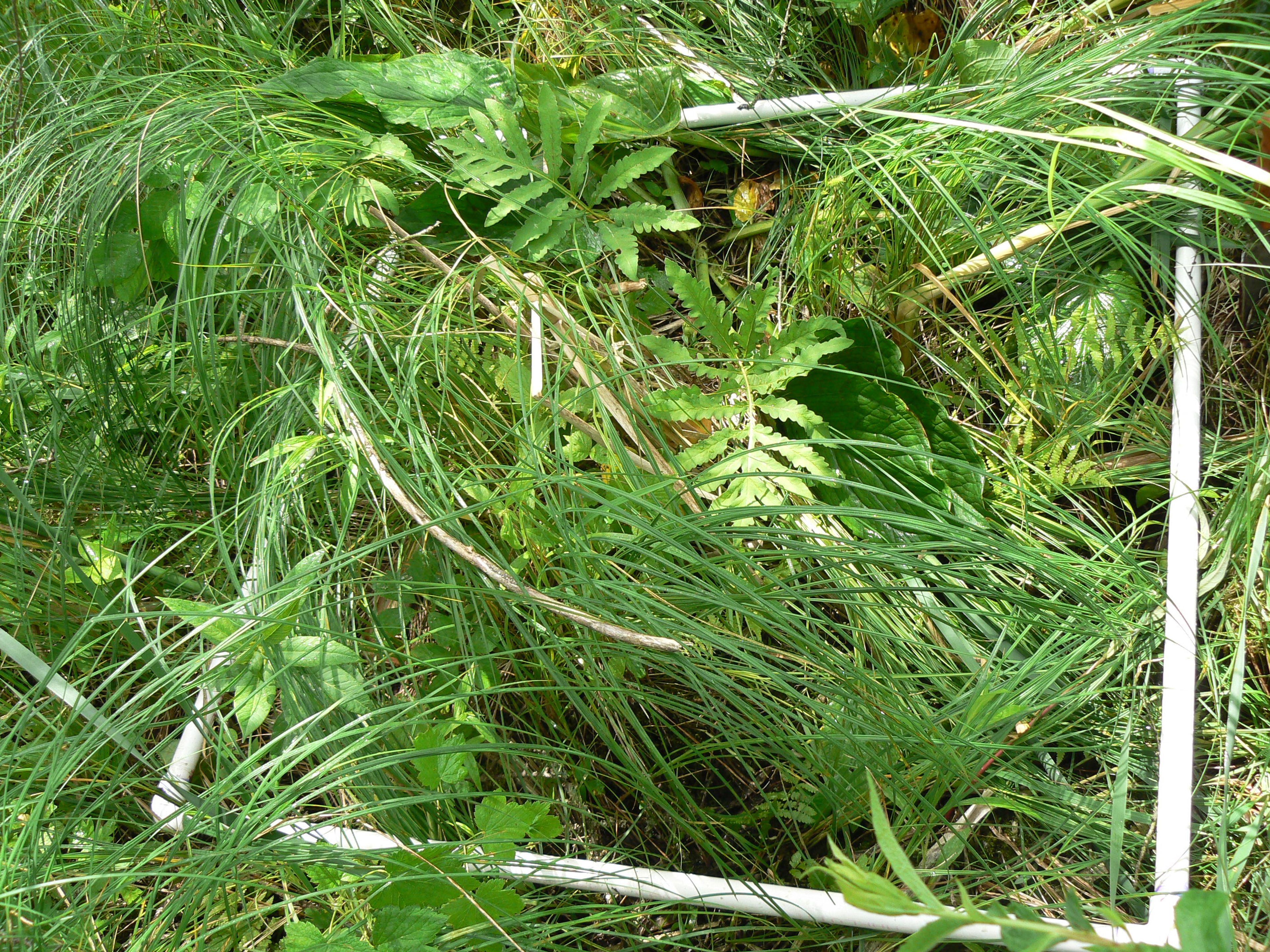 Rubus strigosus - 34