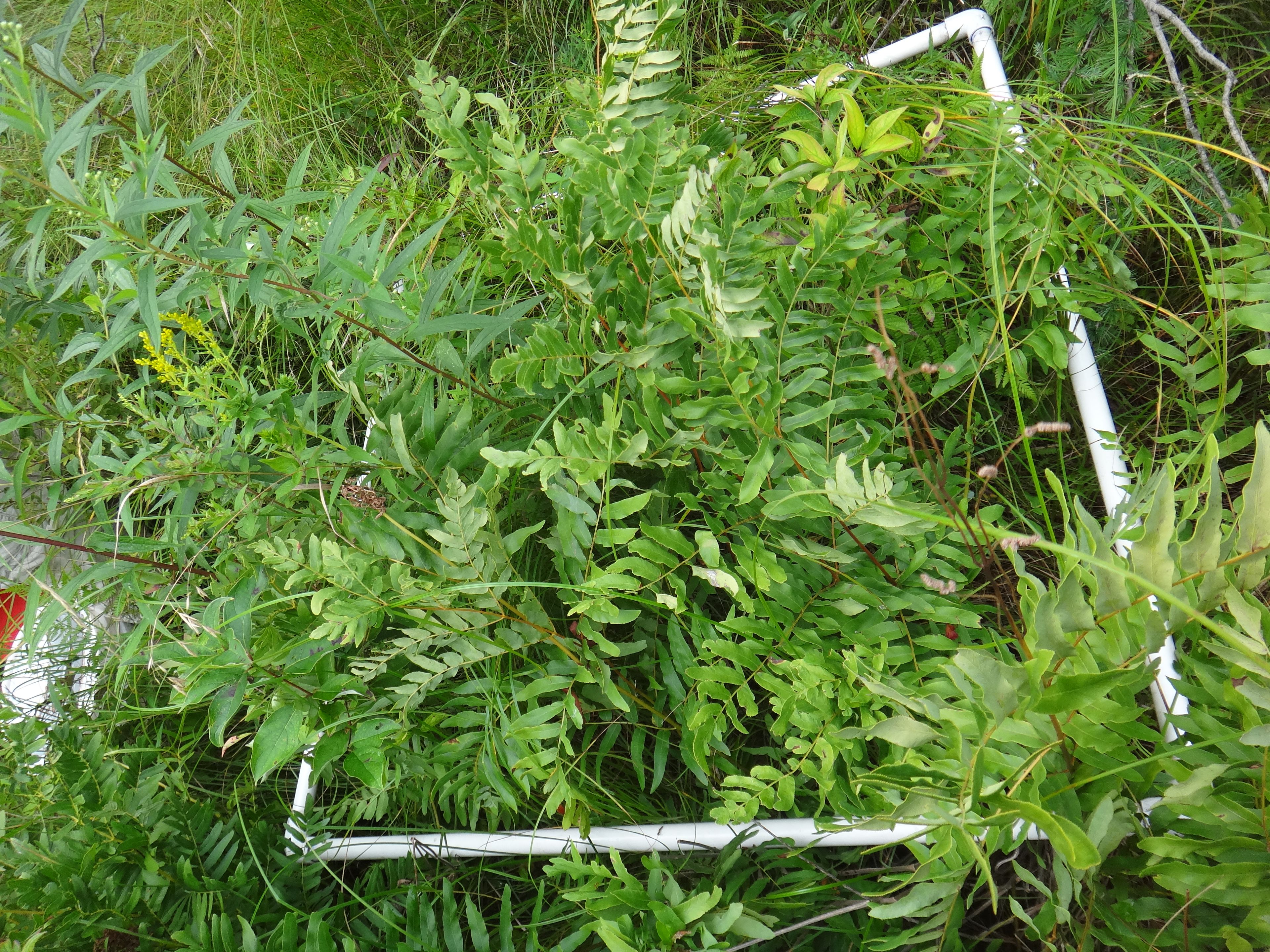 Rubus strigosus - 145