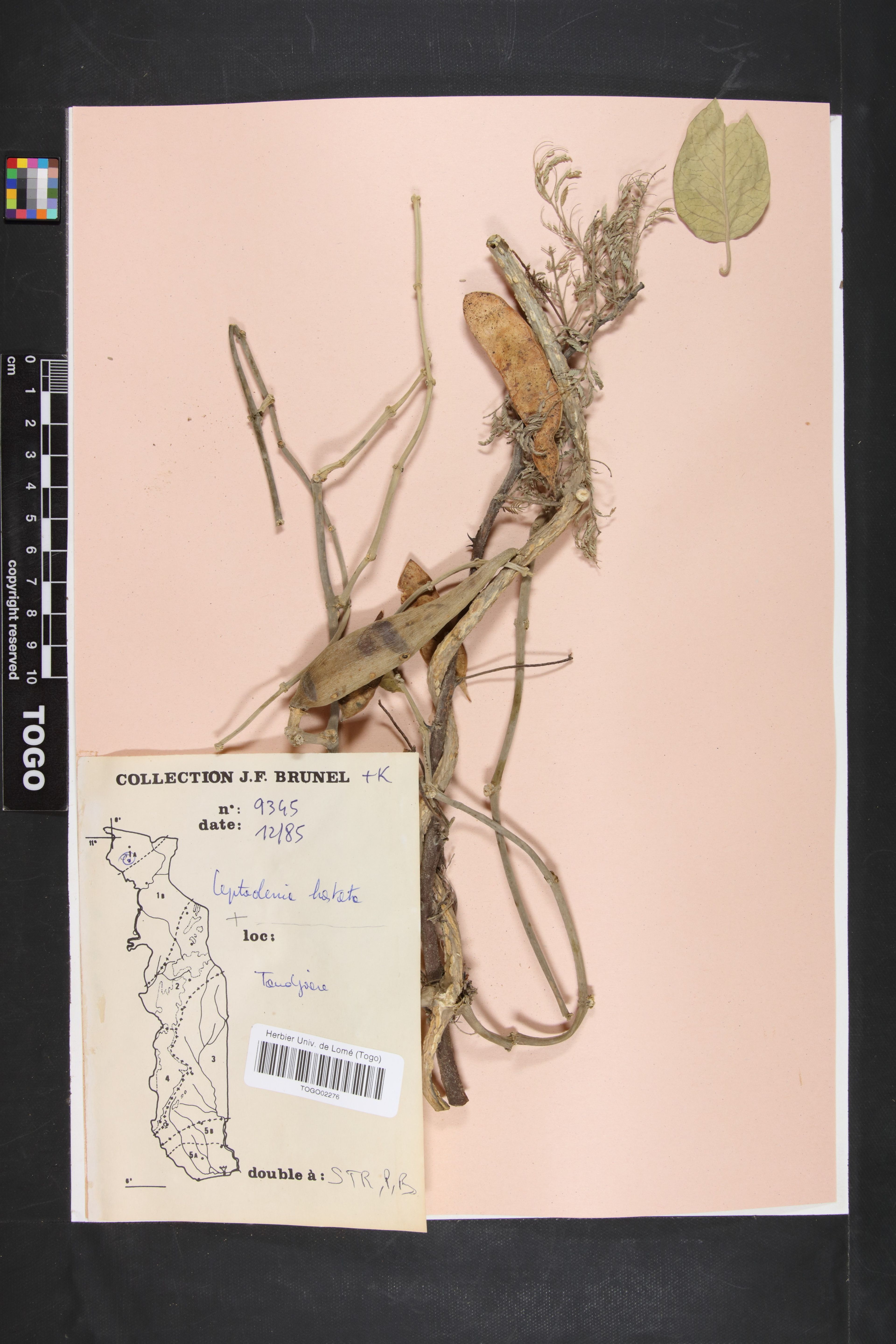 Leptadenia hastata - 70