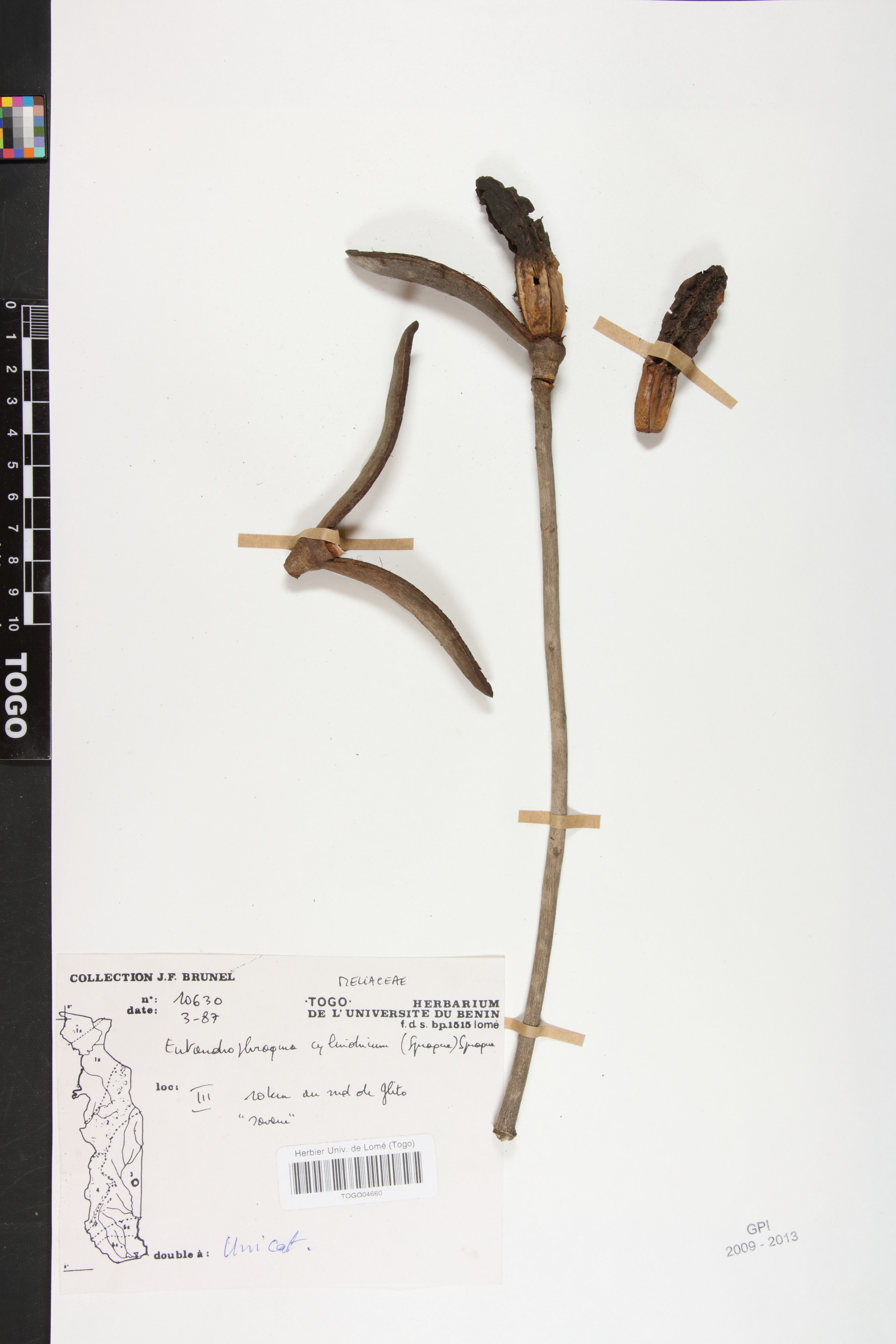Entandrophragma cylindricum - 49