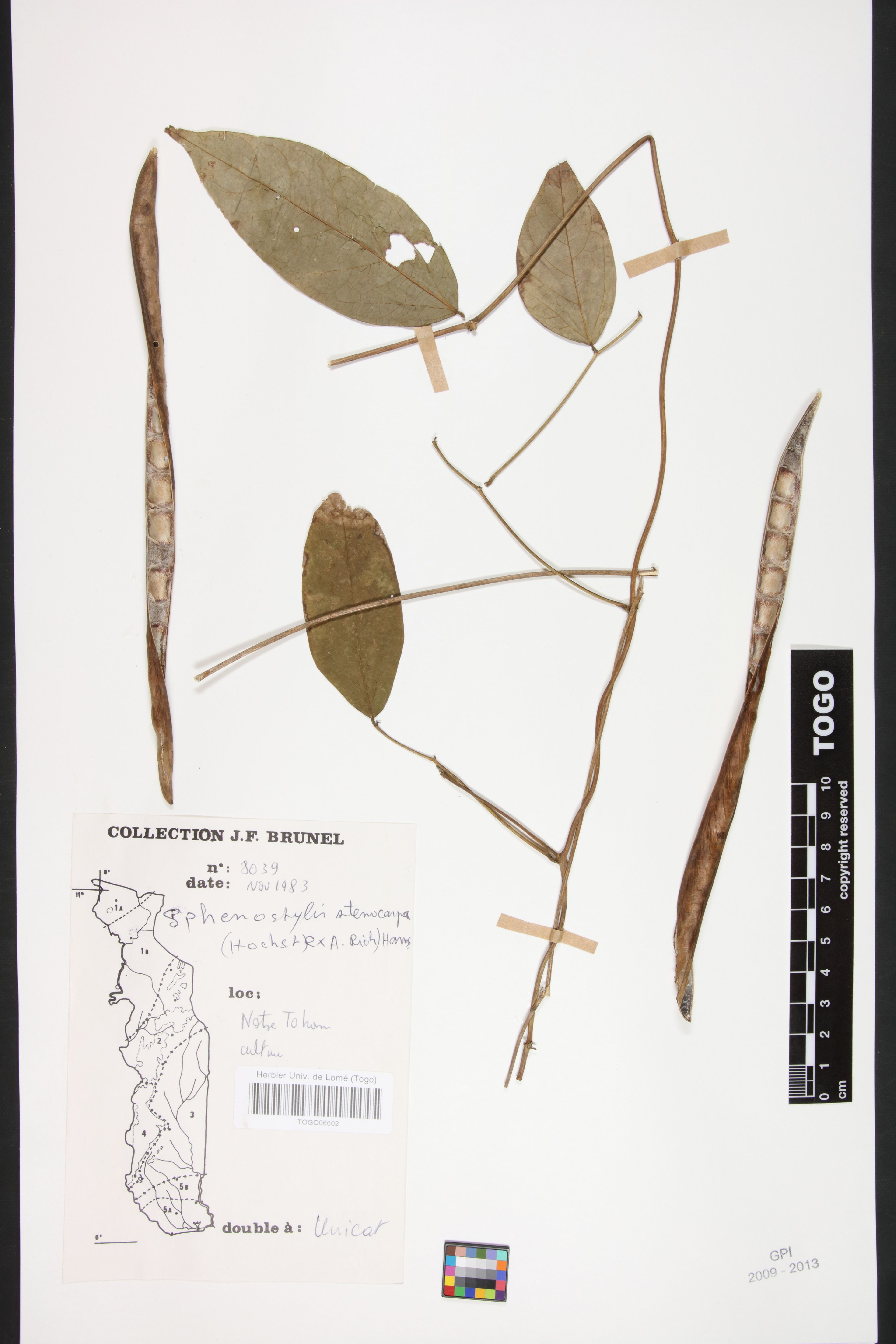 Sphenostylis stenocarpa - 28
