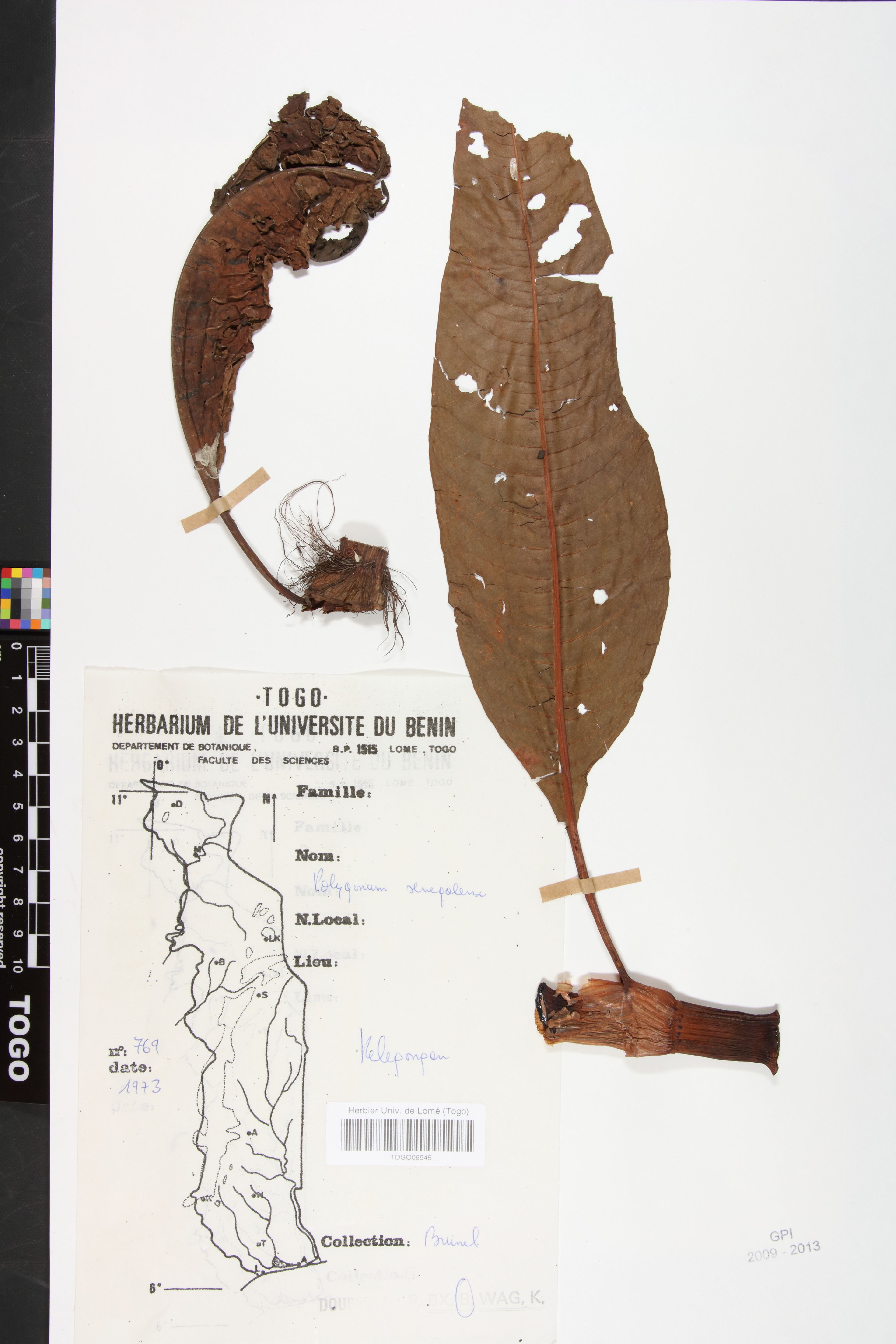 Polygonum salicifolium - 42