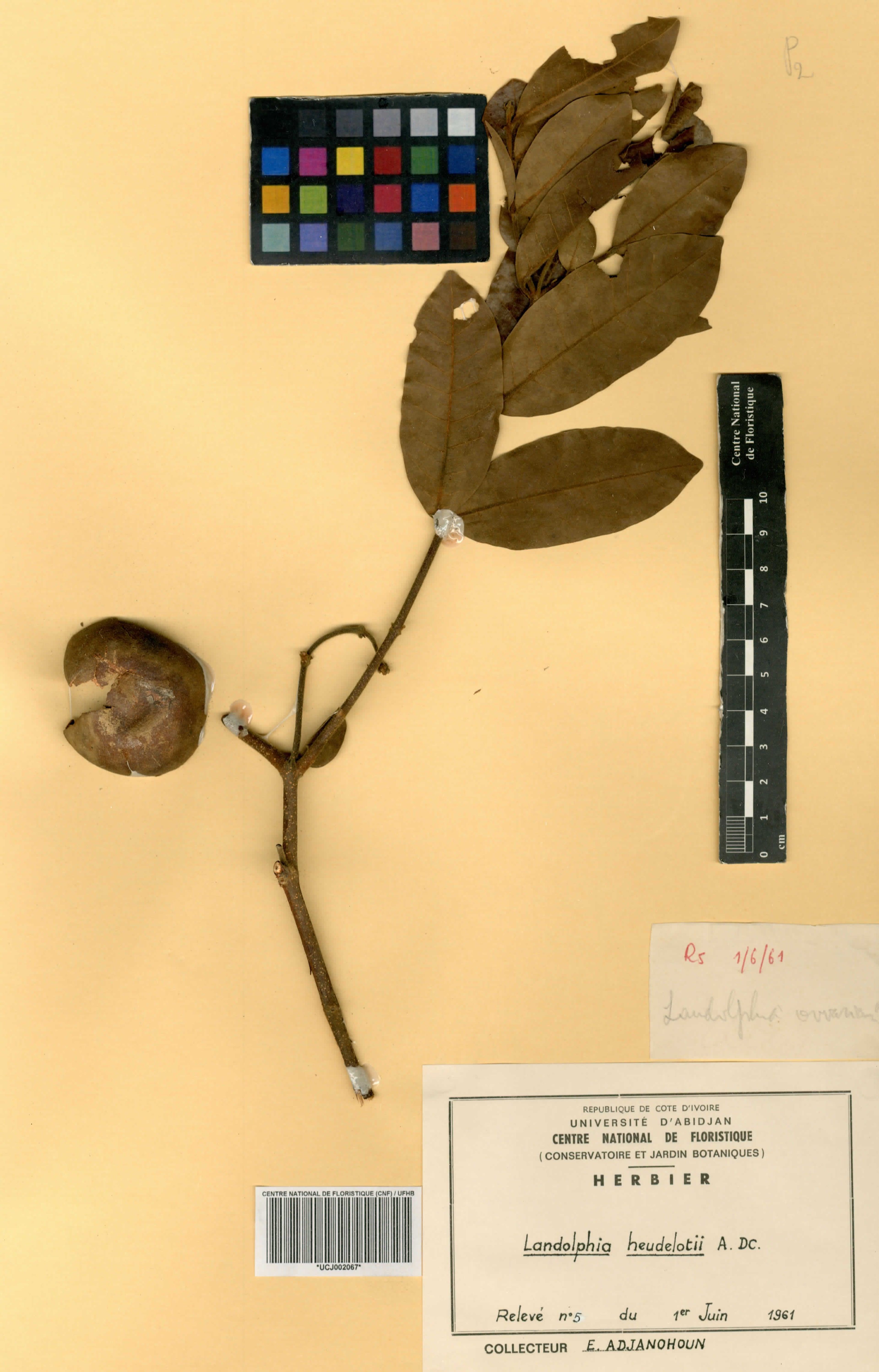 Landolphia heudelotii - 77
