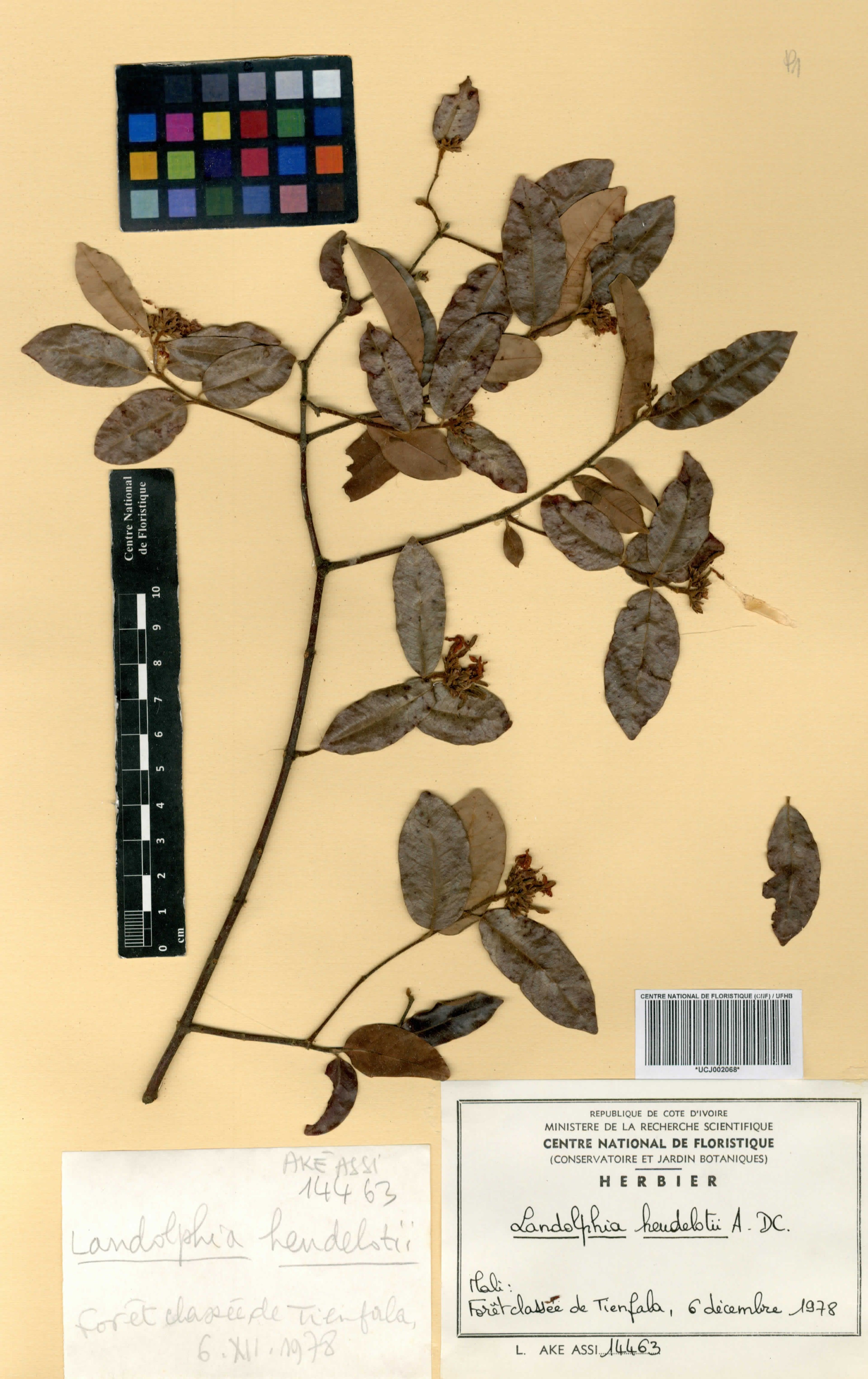Landolphia heudelotii - 24