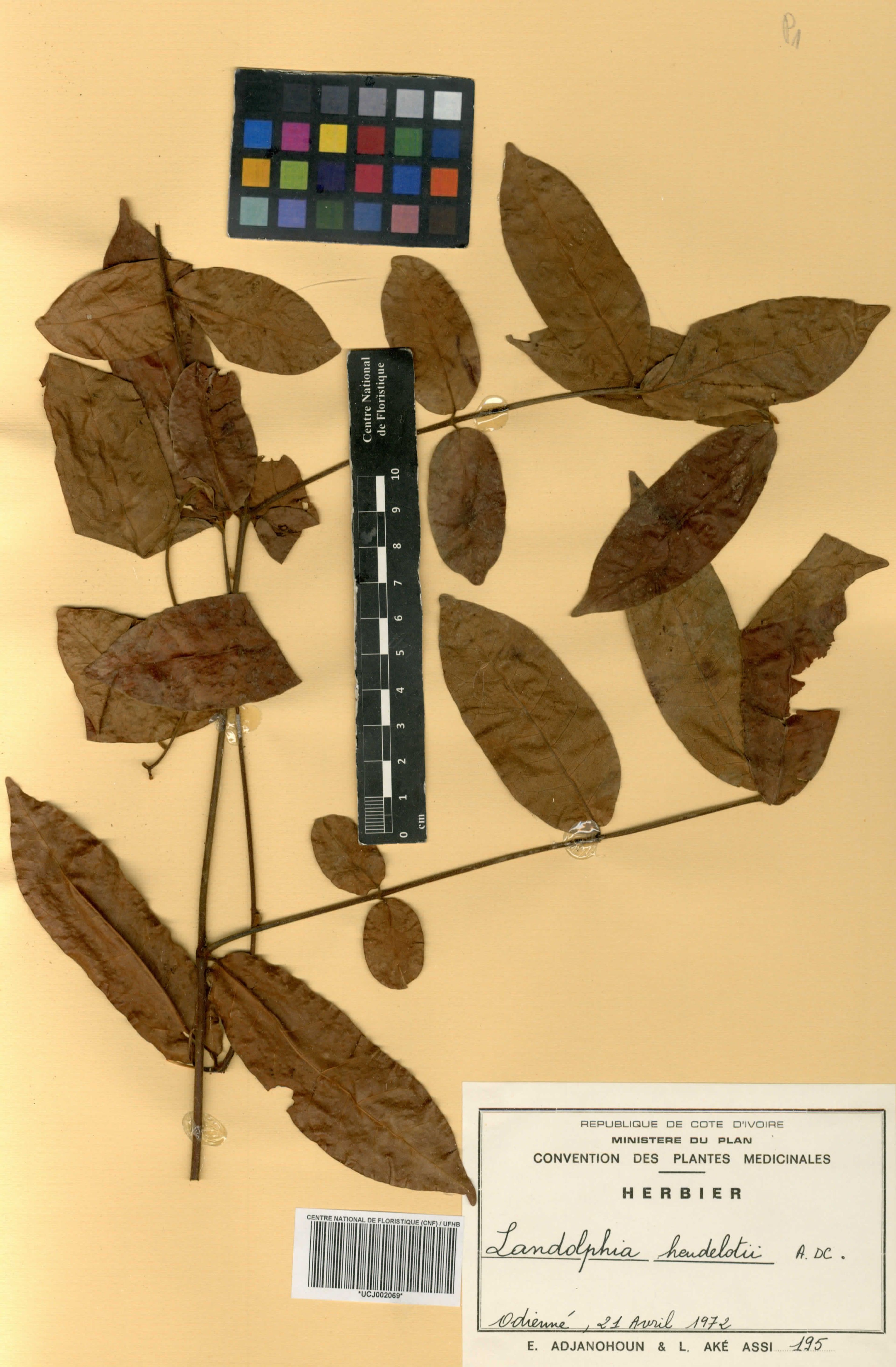 Landolphia heudelotii - 68
