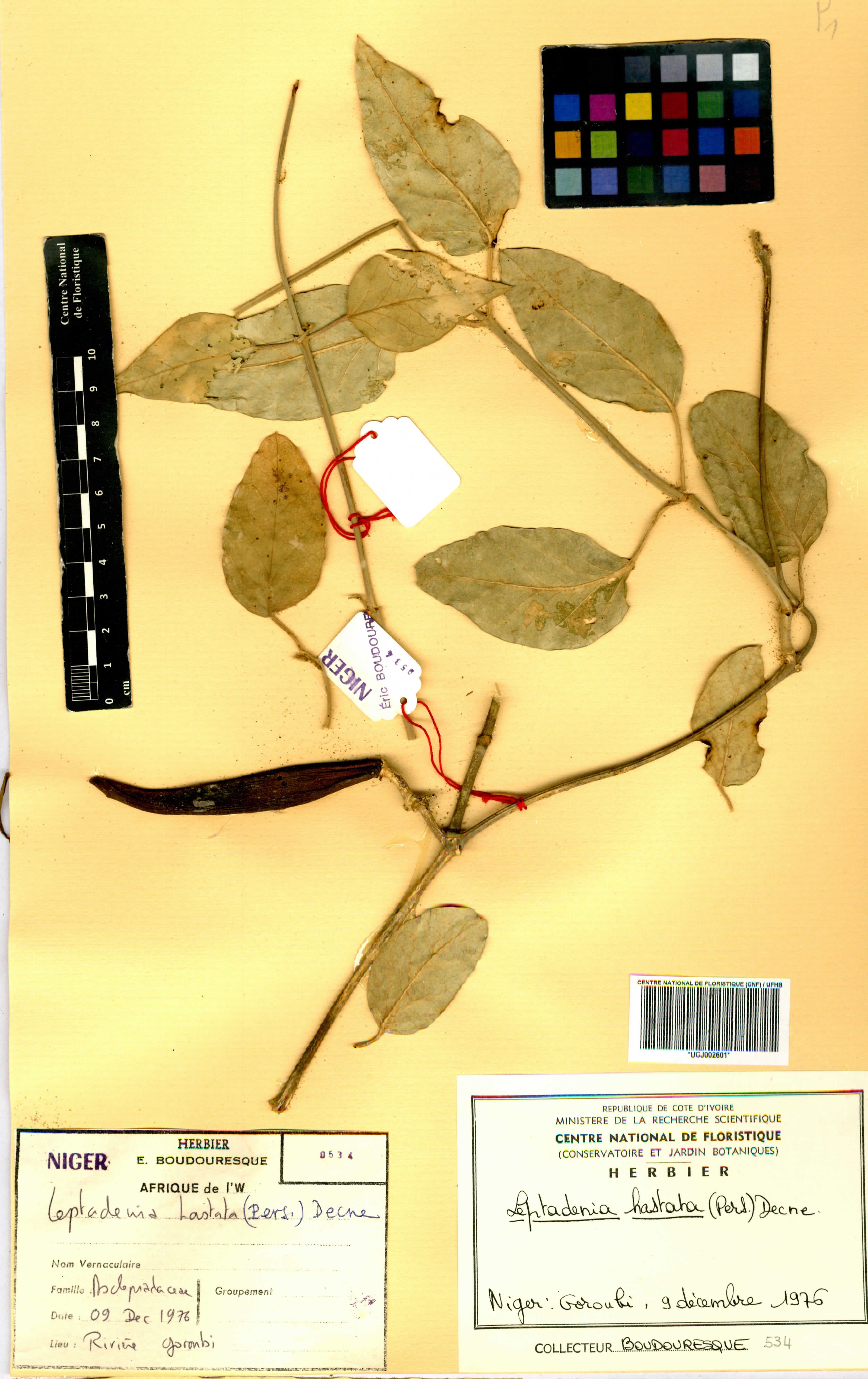 Leptadenia hastata - 71