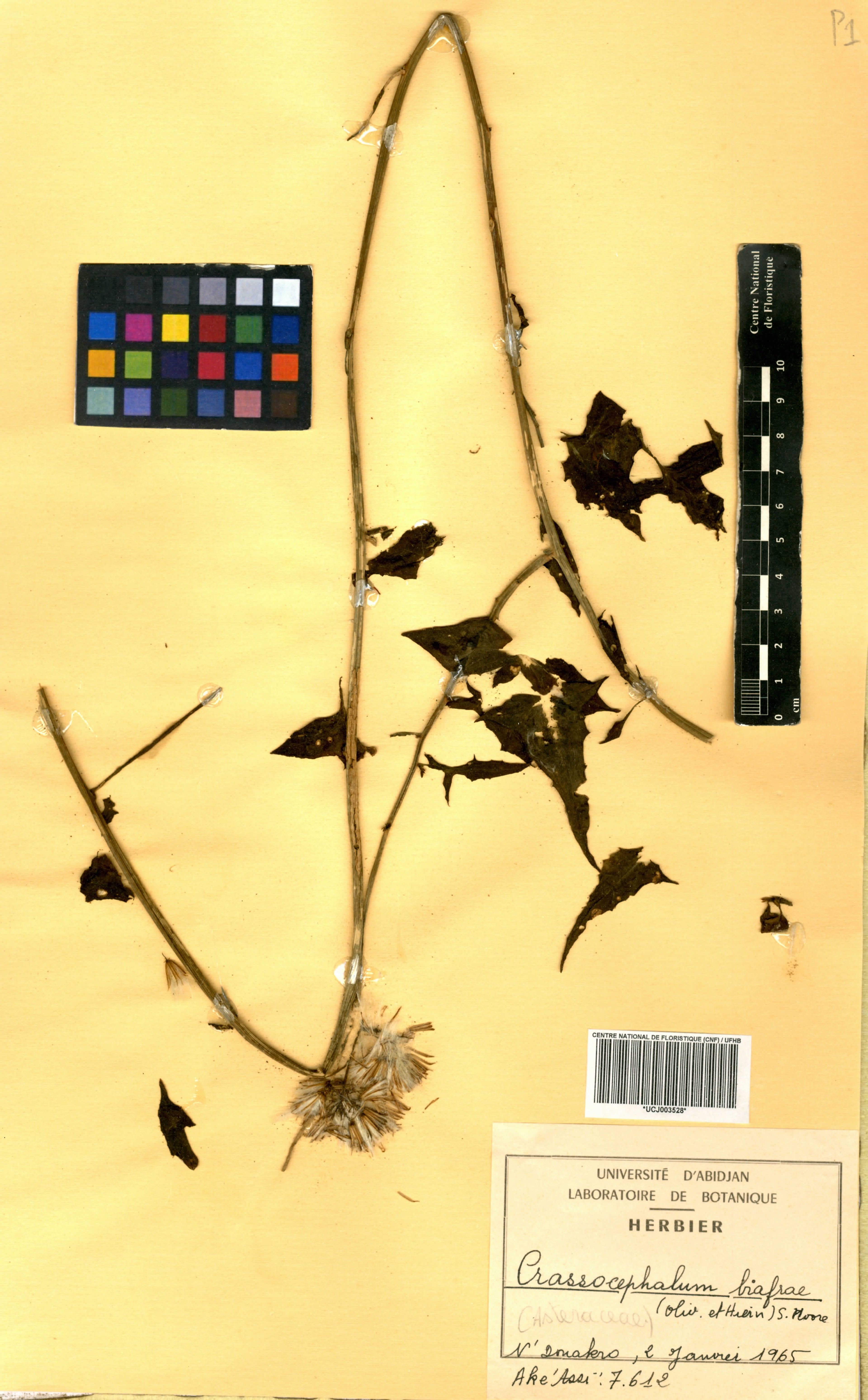 Solanecio biafrae - 4