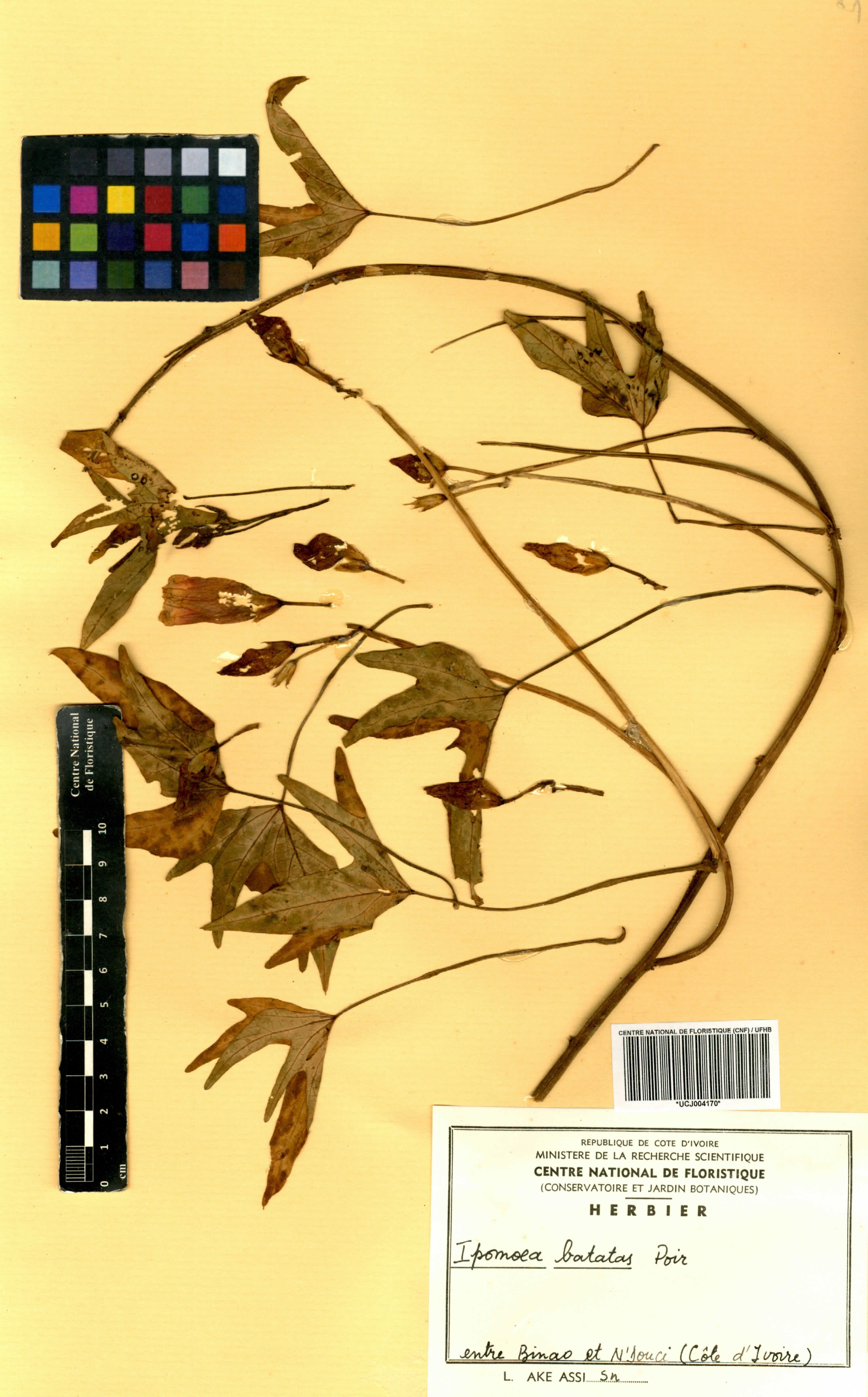 Ipomoea batatas - 5