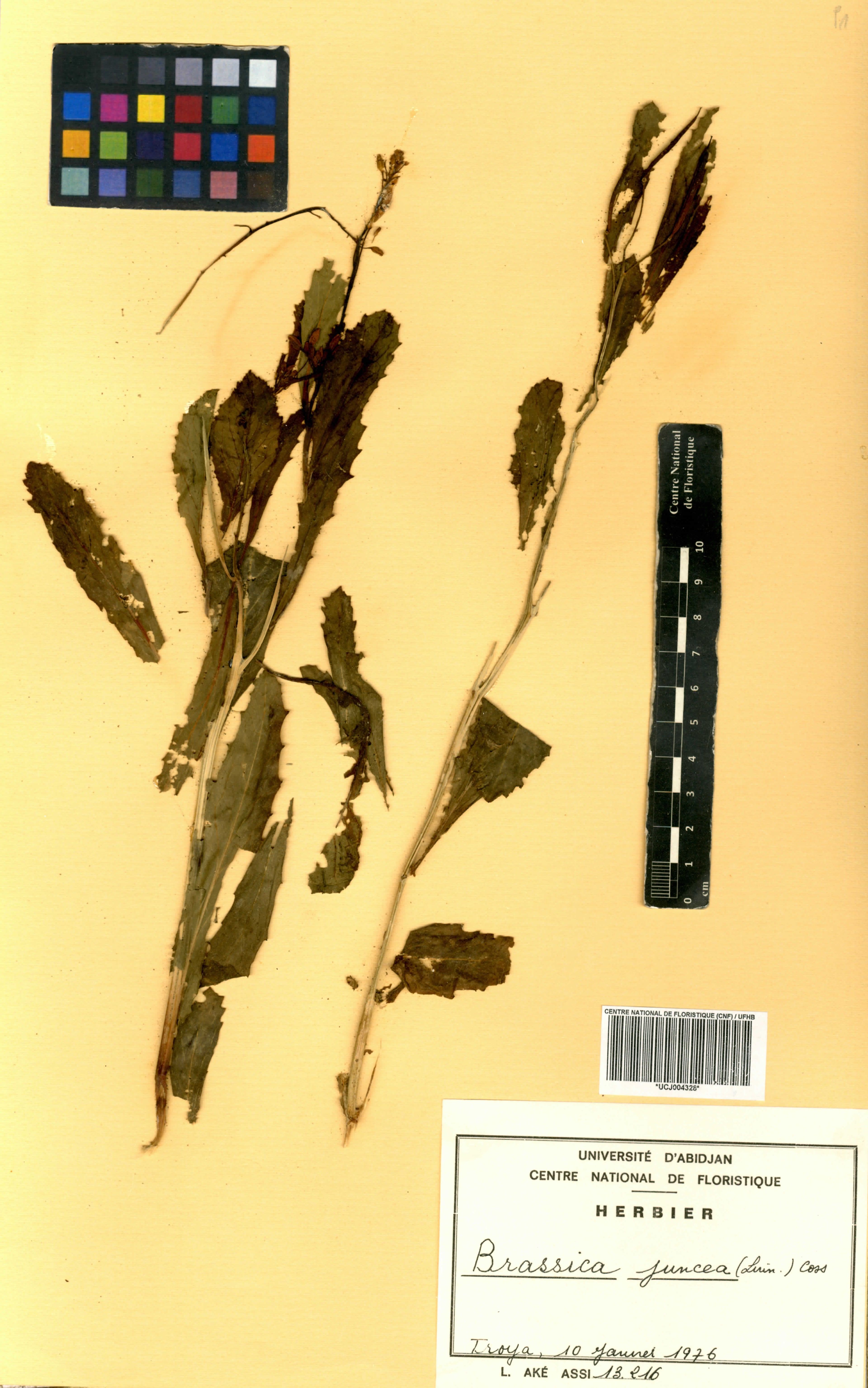 Brassica juncea - 34