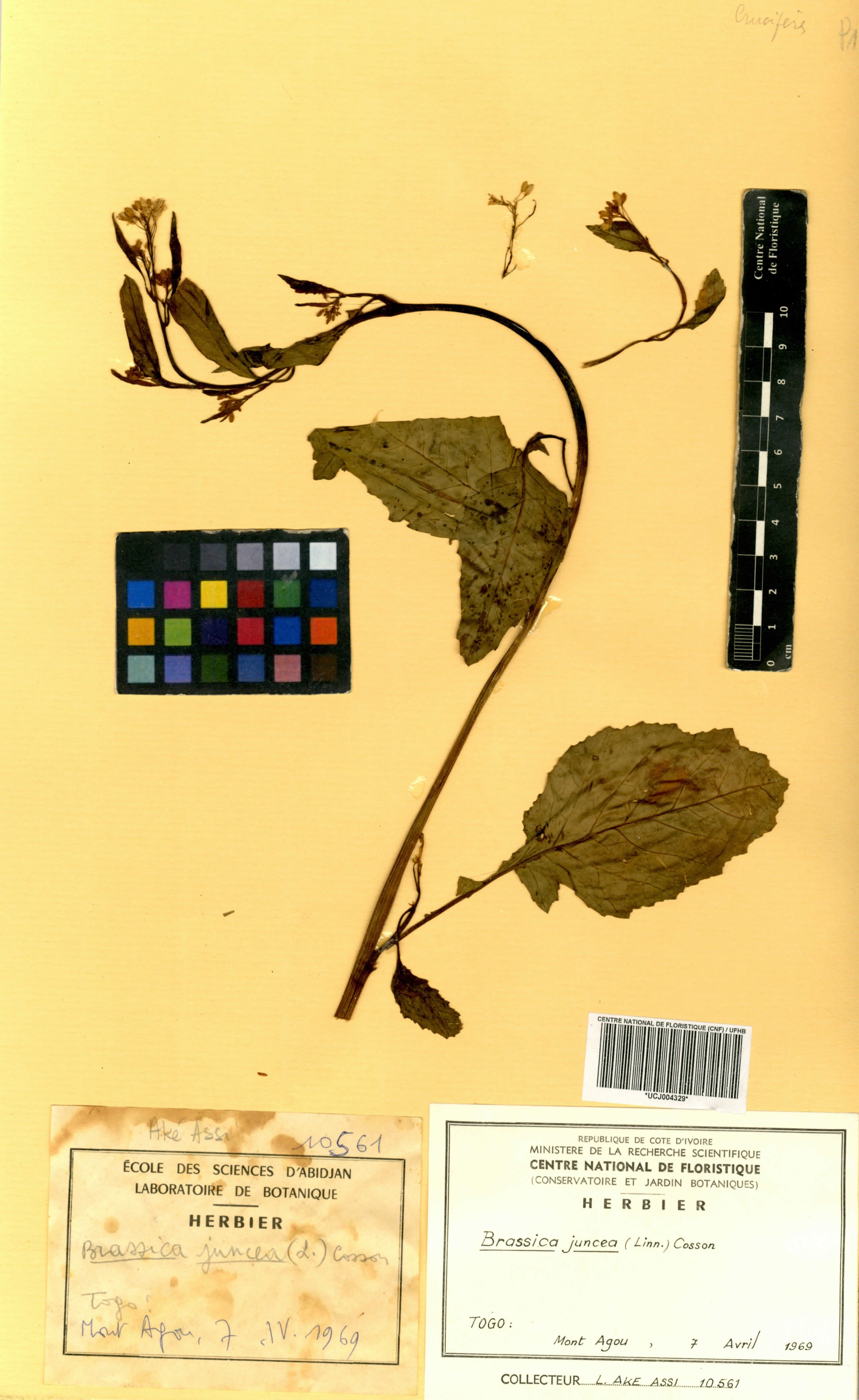 Brassica juncea - 74