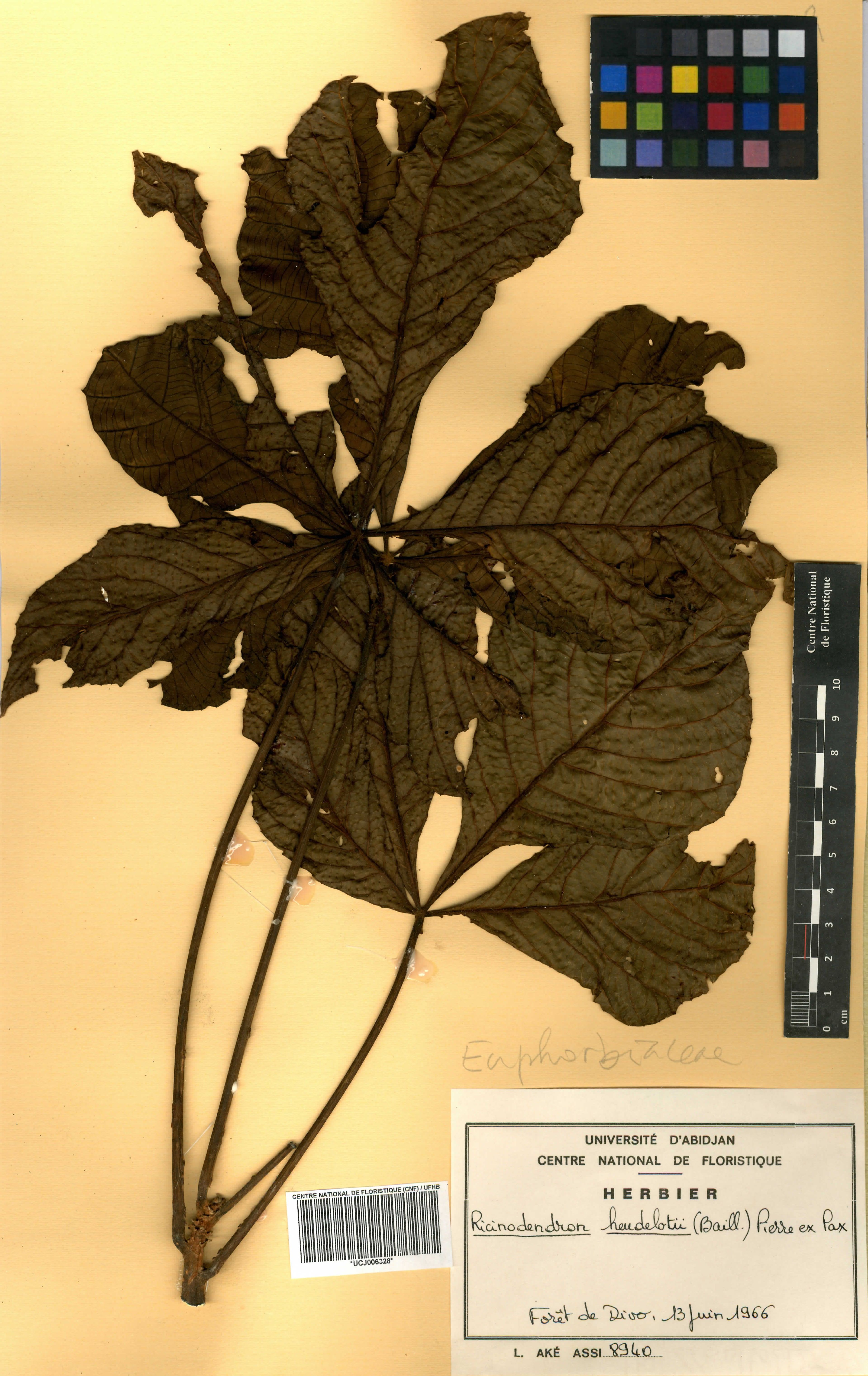 Ricinodendron heudelotii - 46