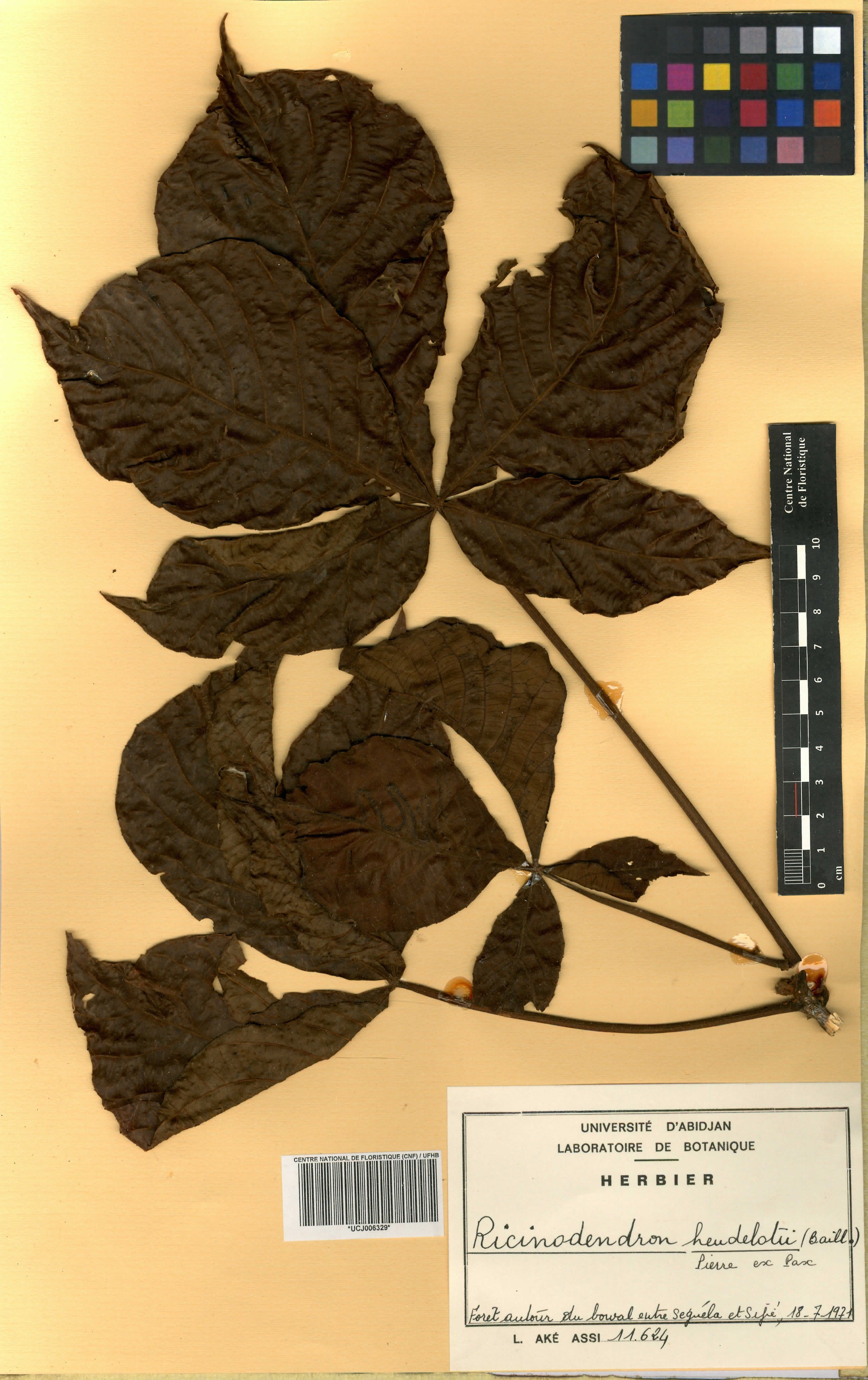 Ricinodendron heudelotii - 40