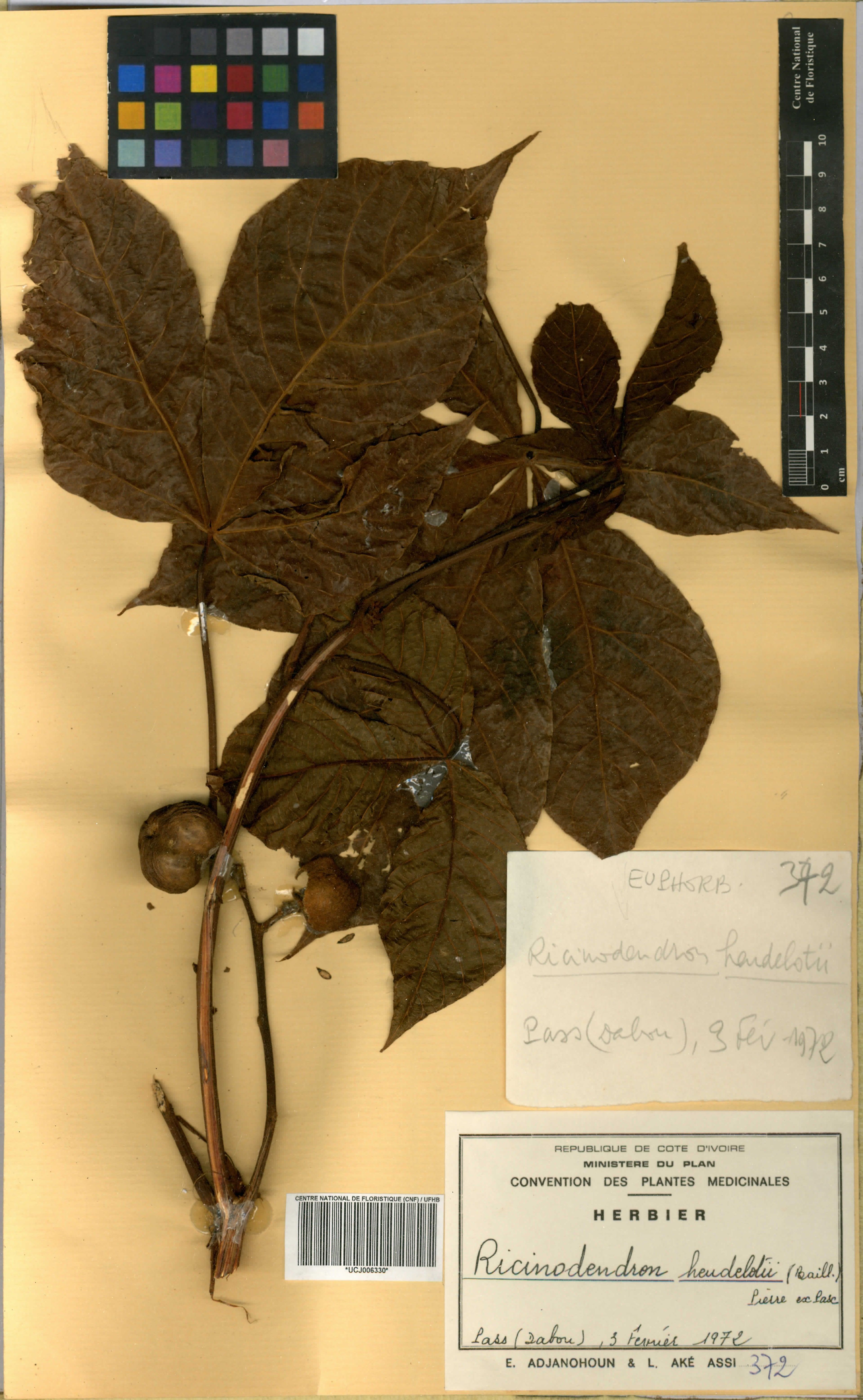 Ricinodendron heudelotii - 27