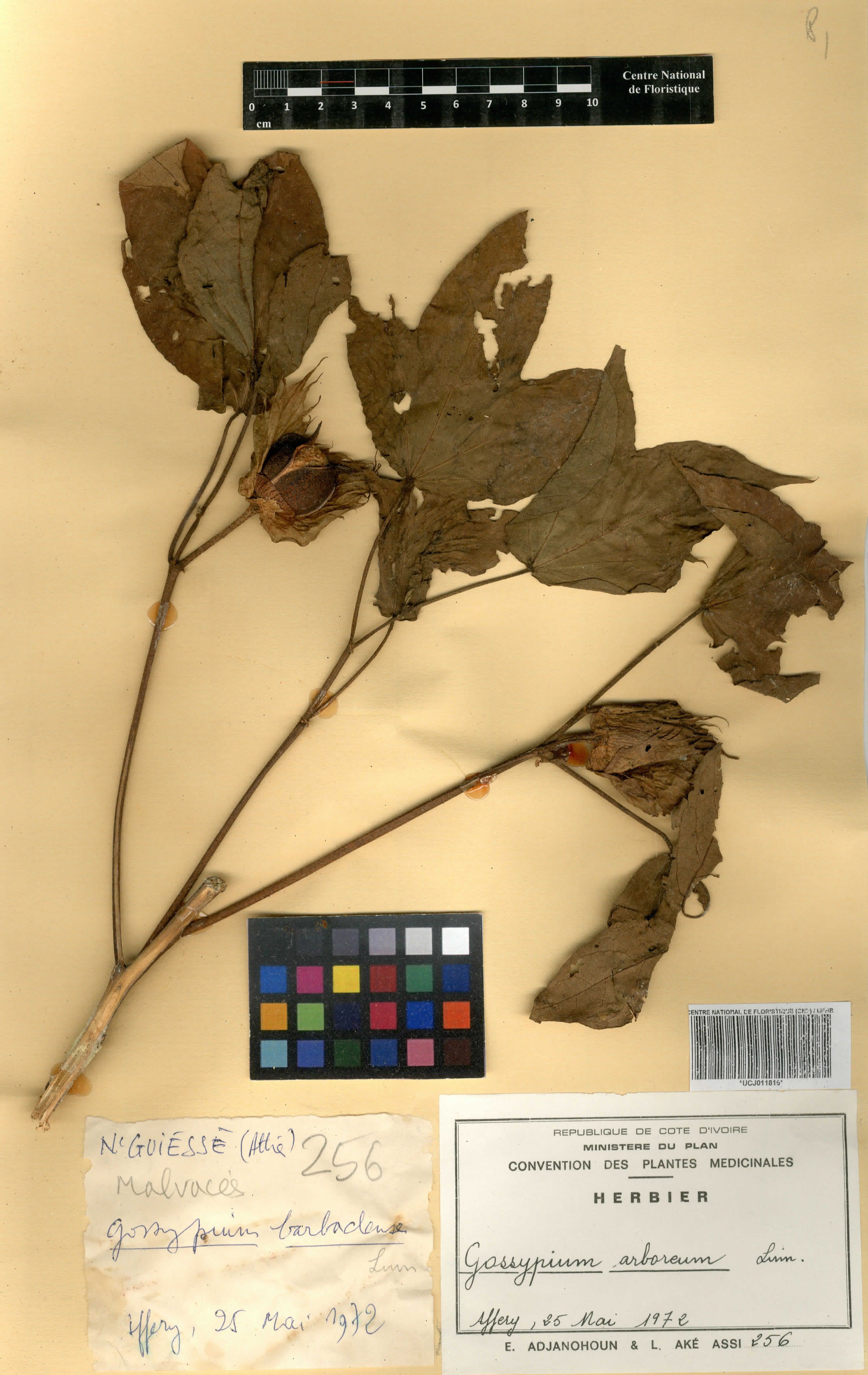 Gossypium arboreum - 49