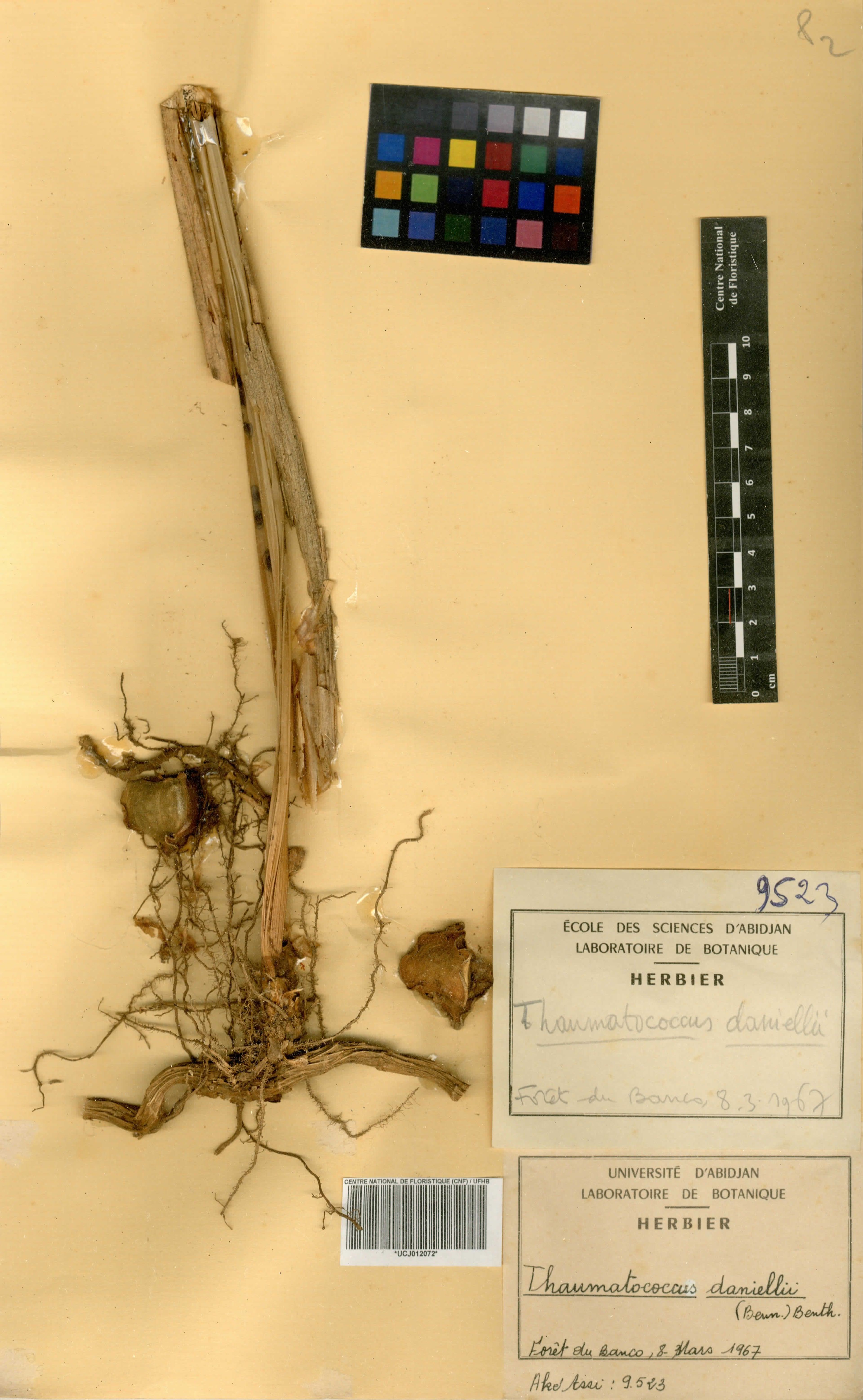 Thaumatococcus daniellii - 56