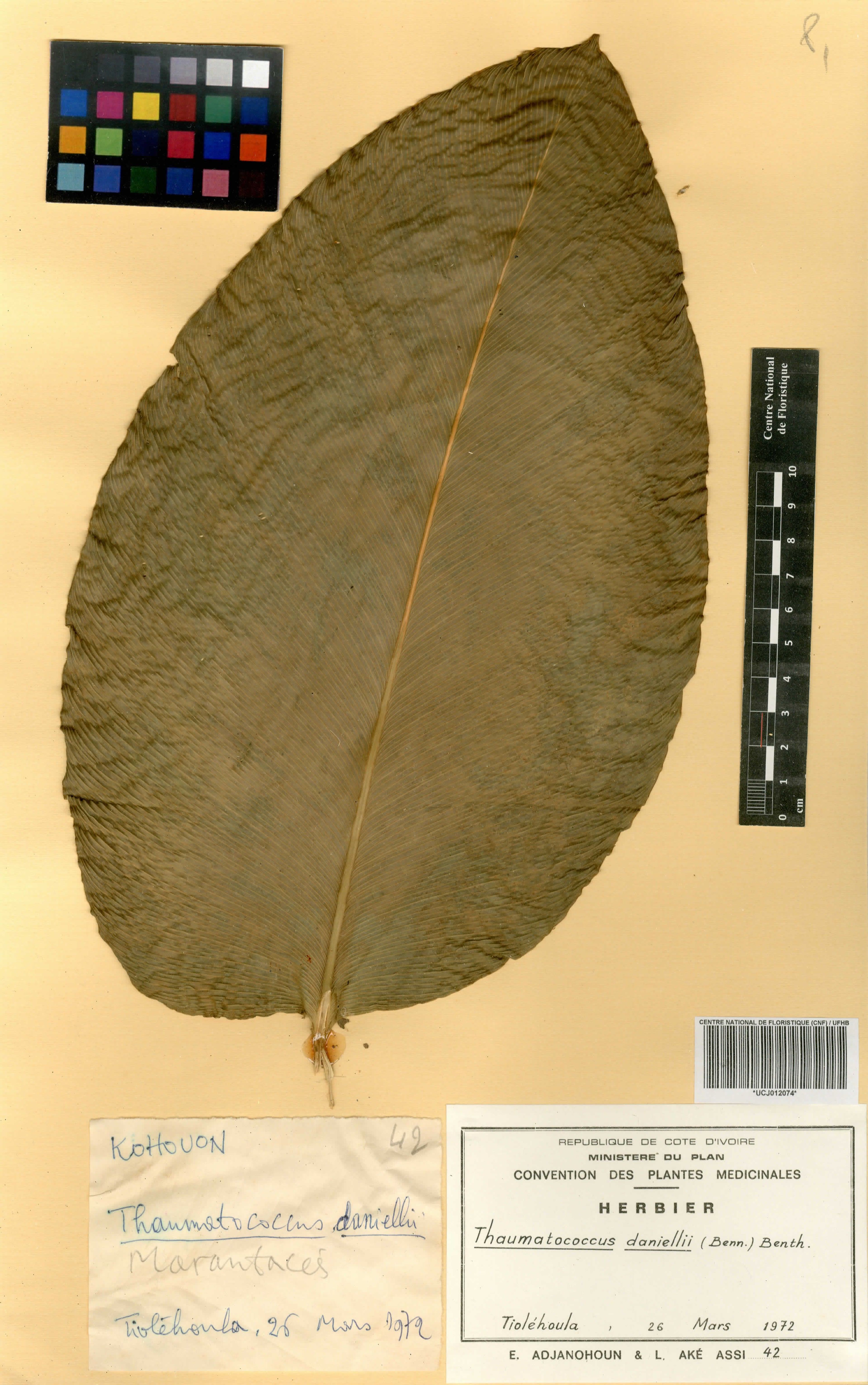 Thaumatococcus daniellii - 80