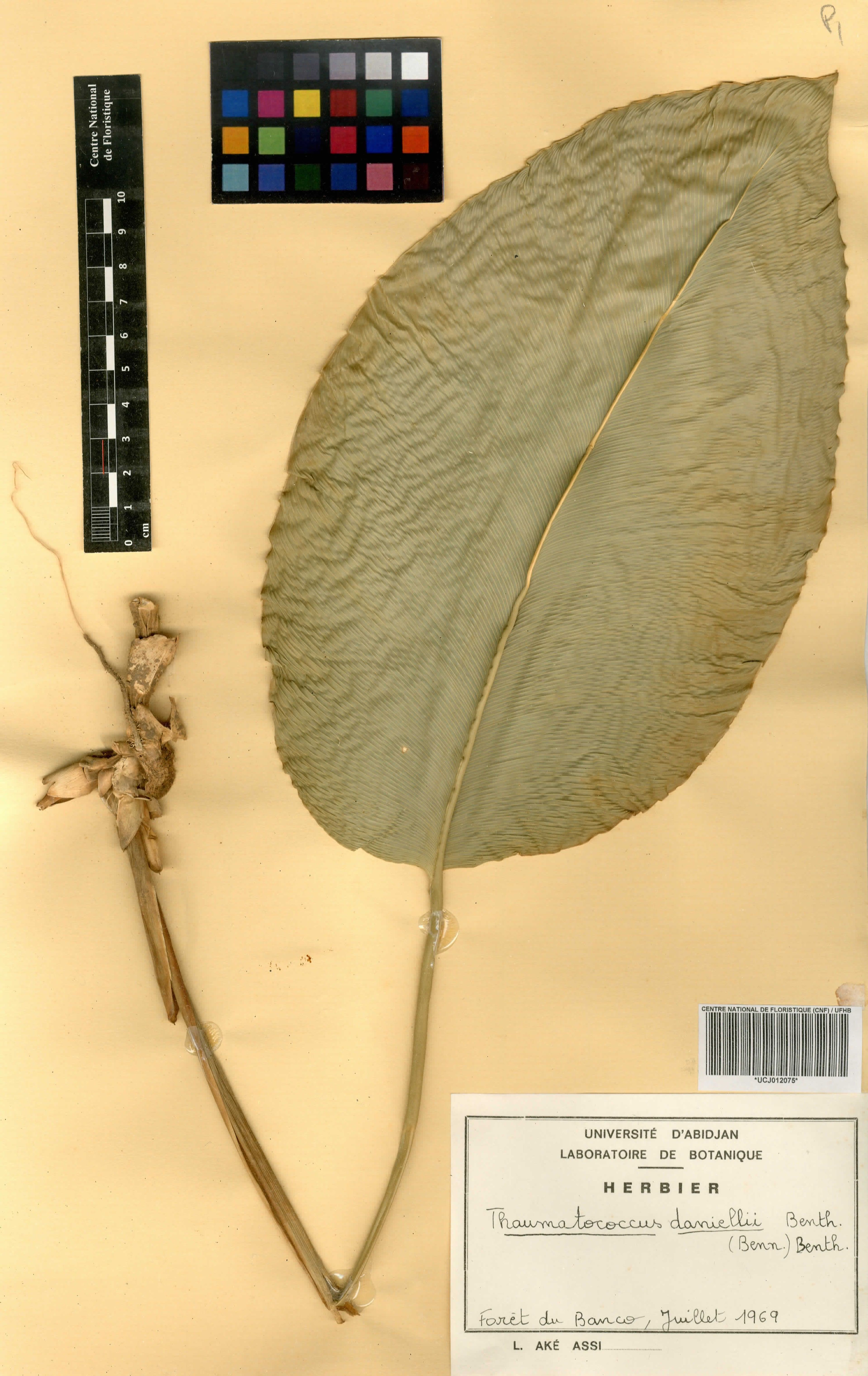 Thaumatococcus daniellii - 86
