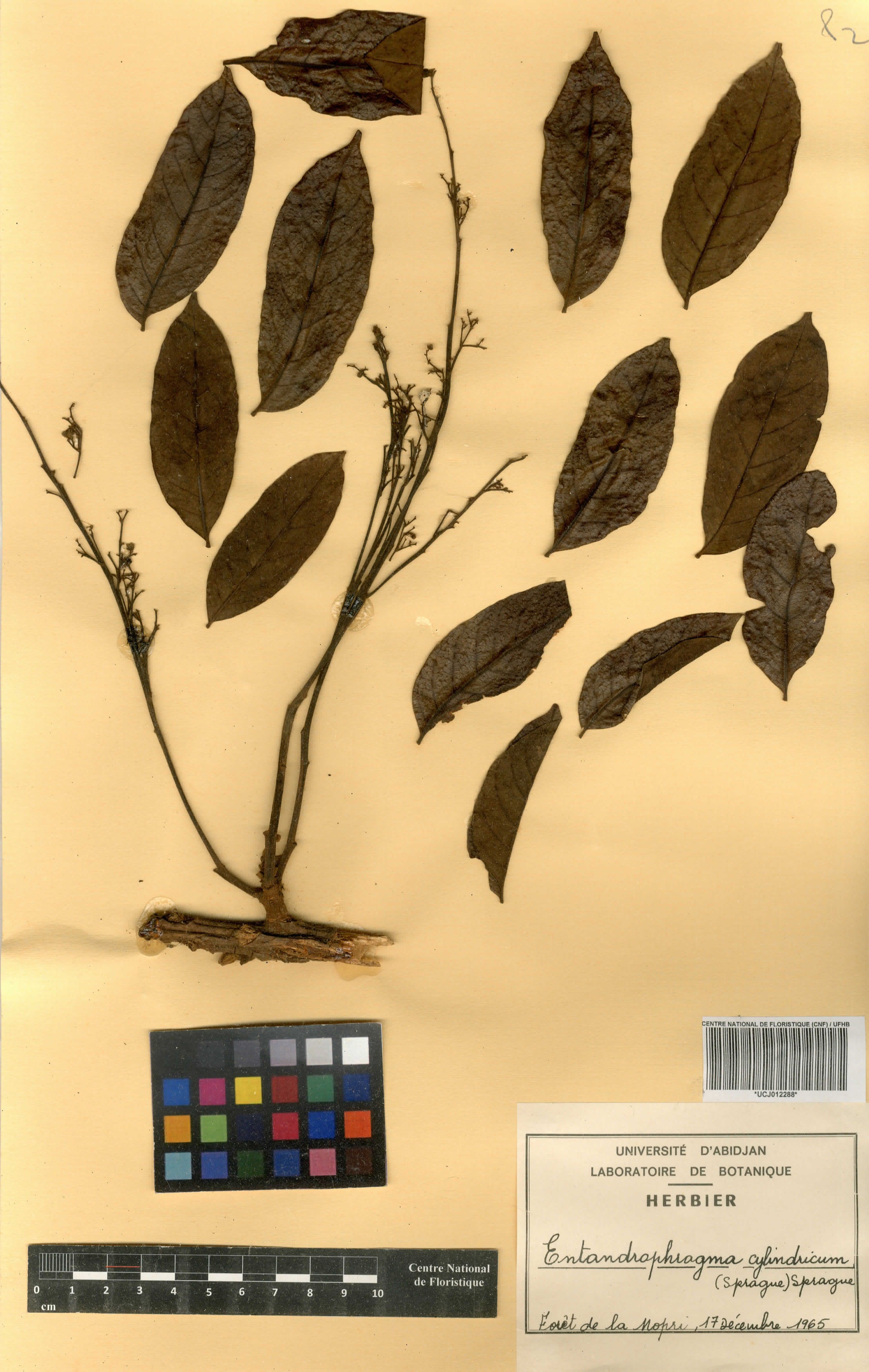 Entandrophragma cylindricum - 65