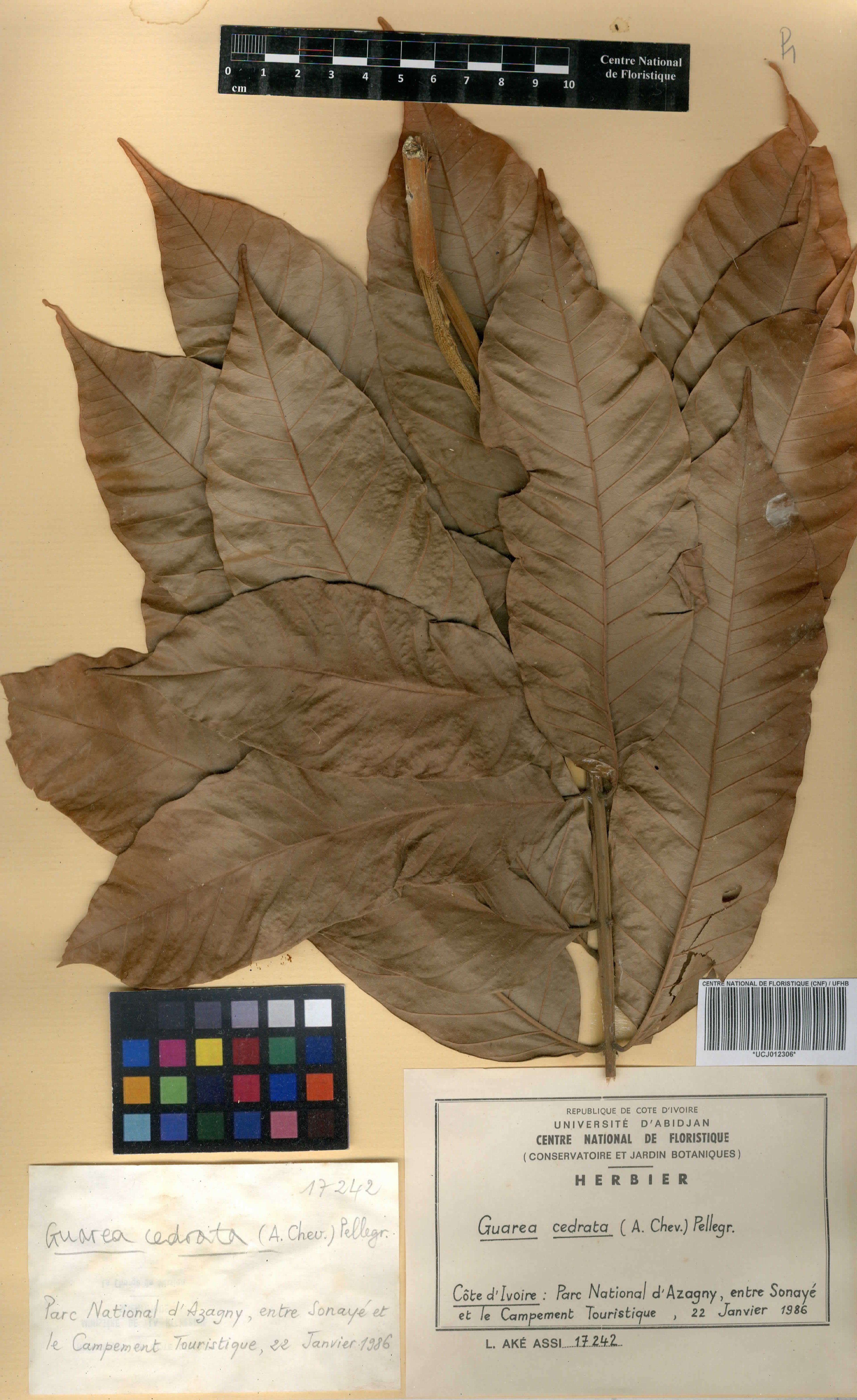 Leplaea cedrata - 54
