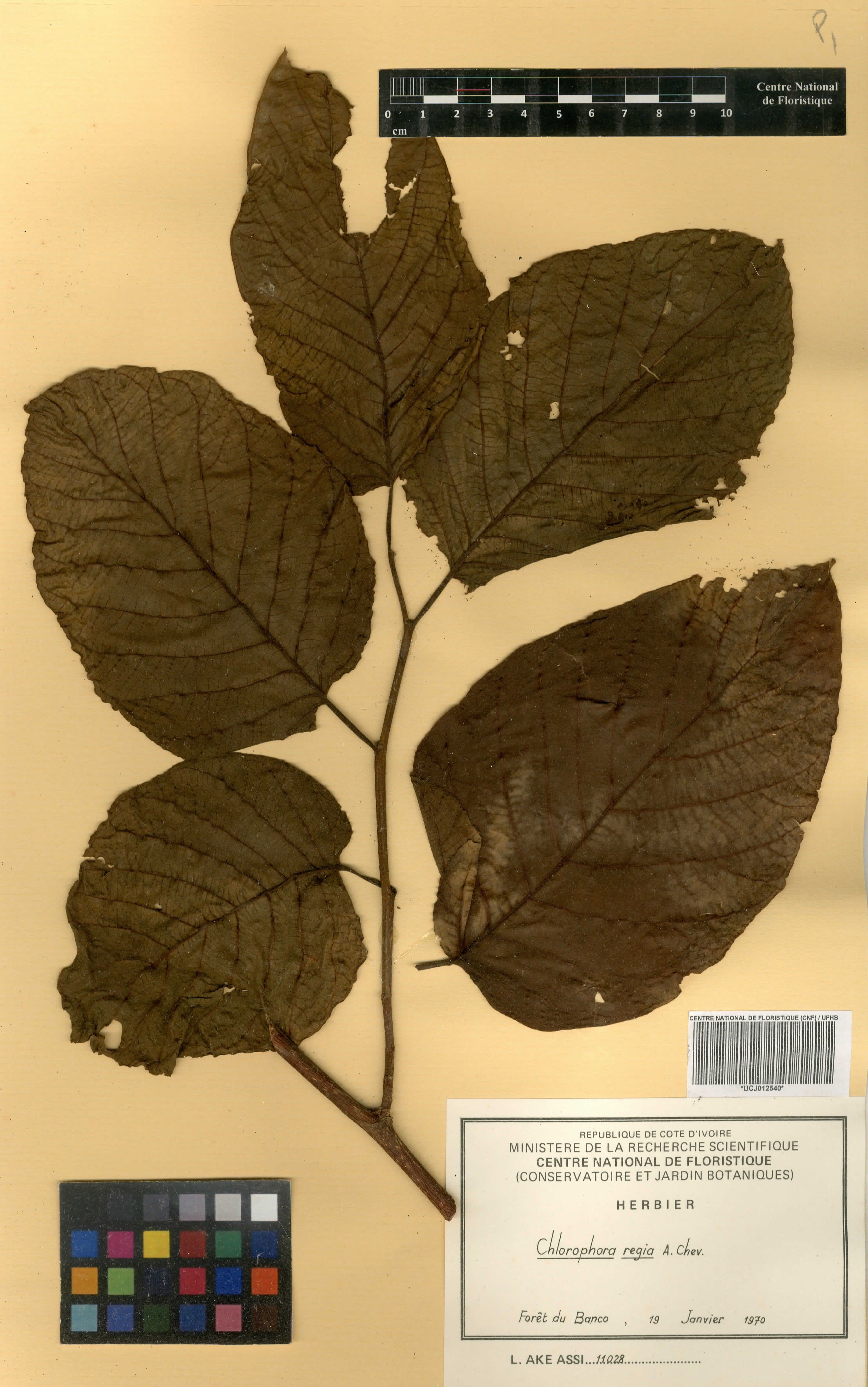 Milicia regia - 35