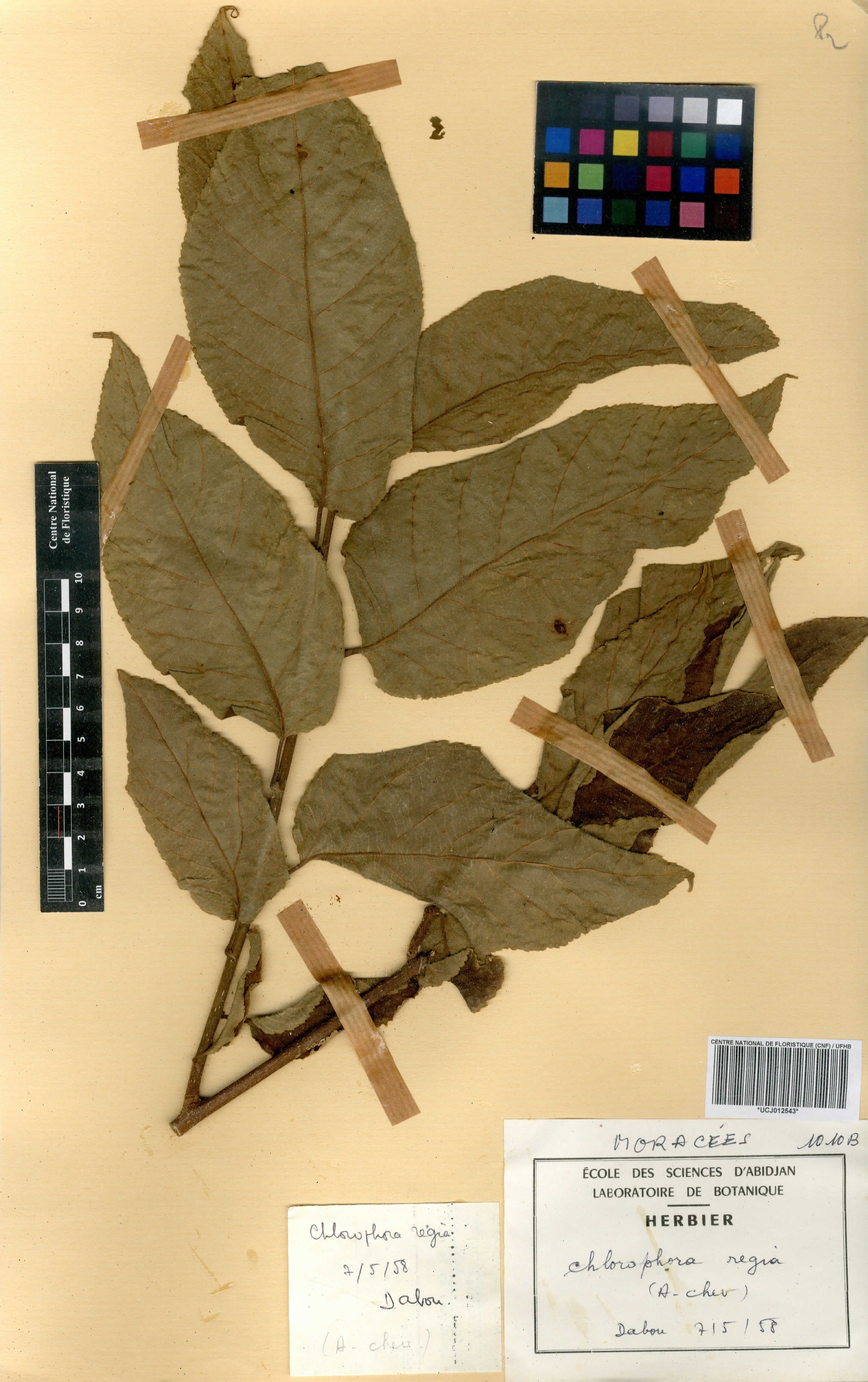 Milicia regia - 3