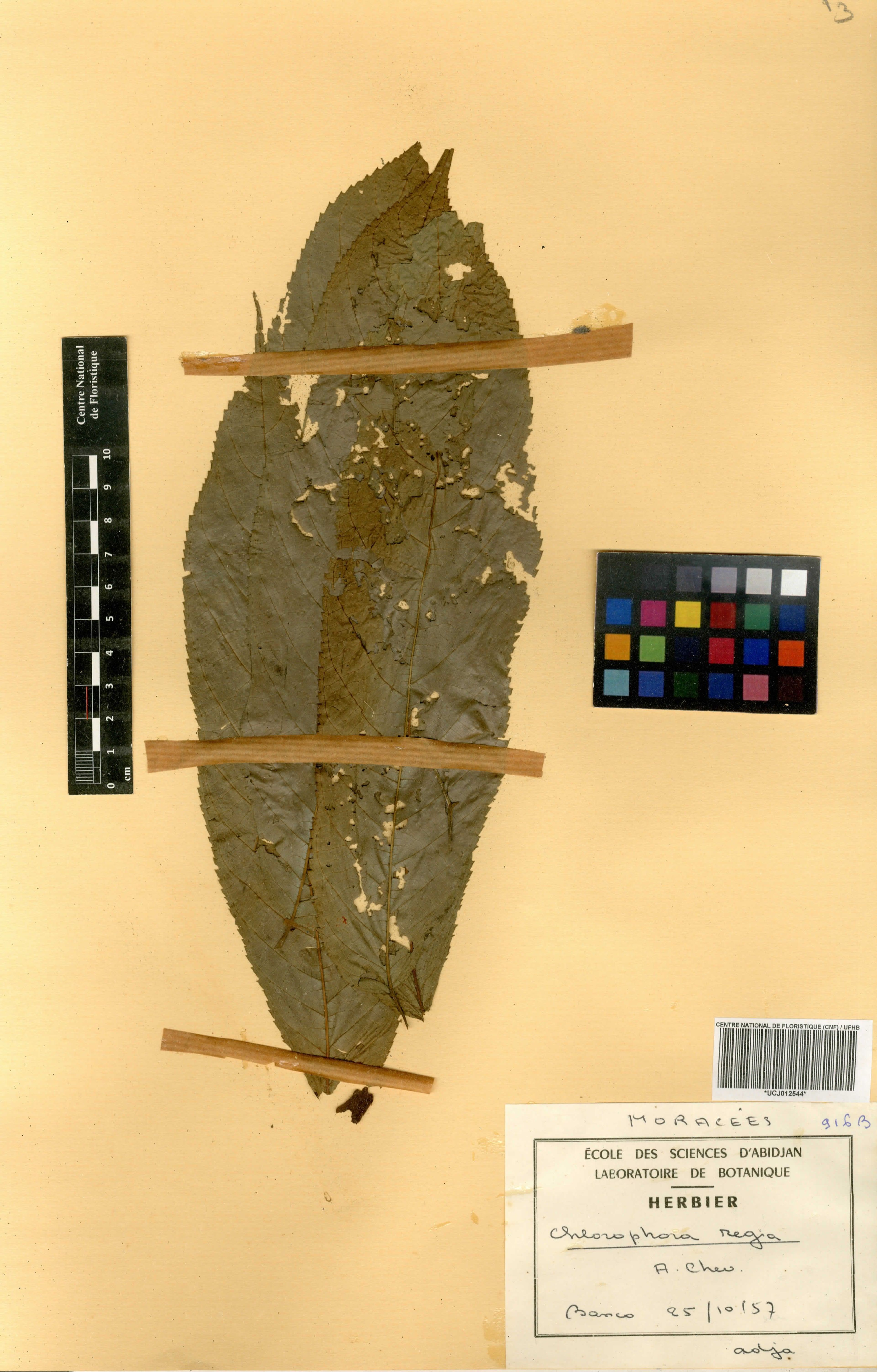 Milicia regia - 46