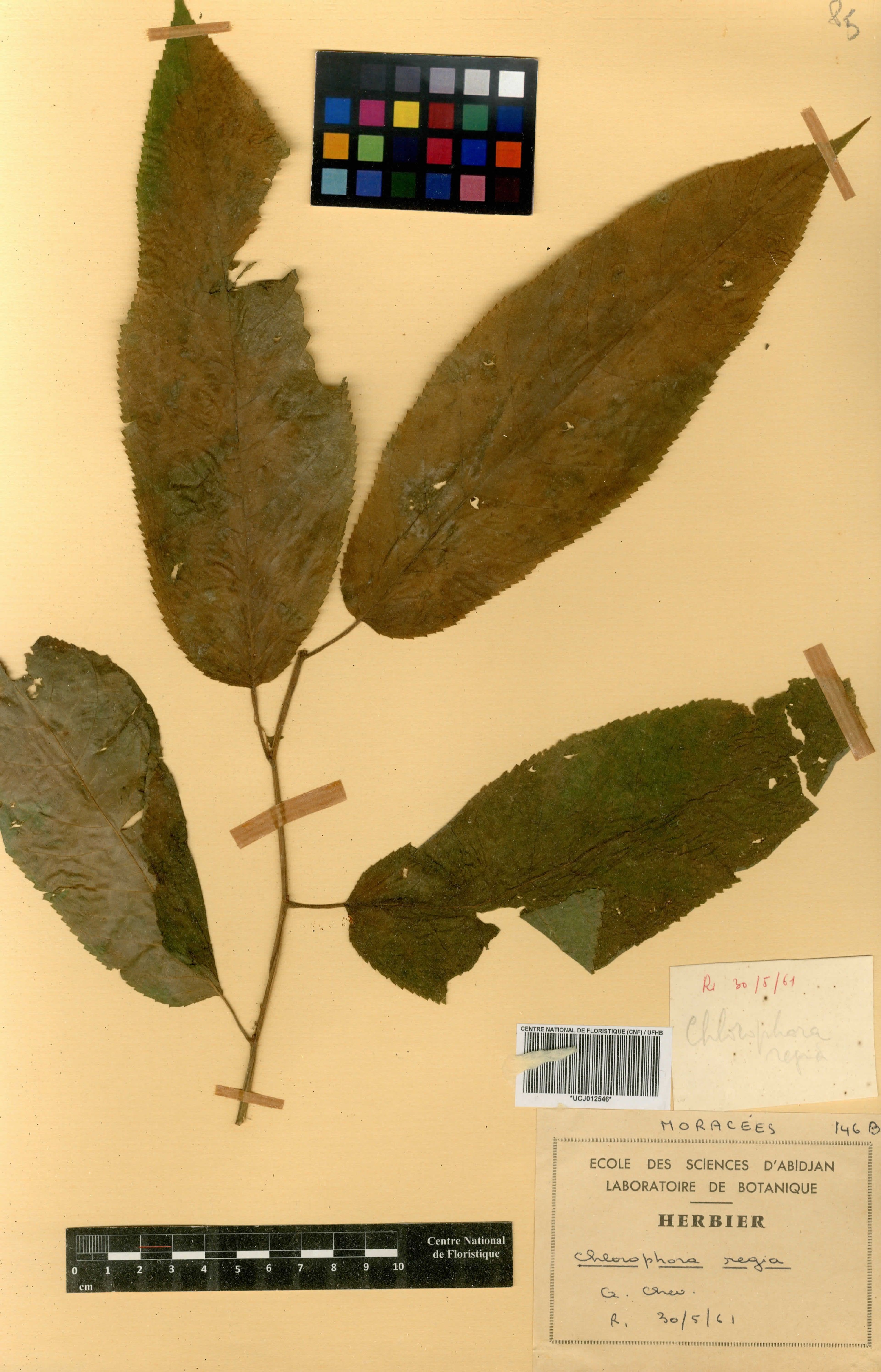 Milicia regia - 24