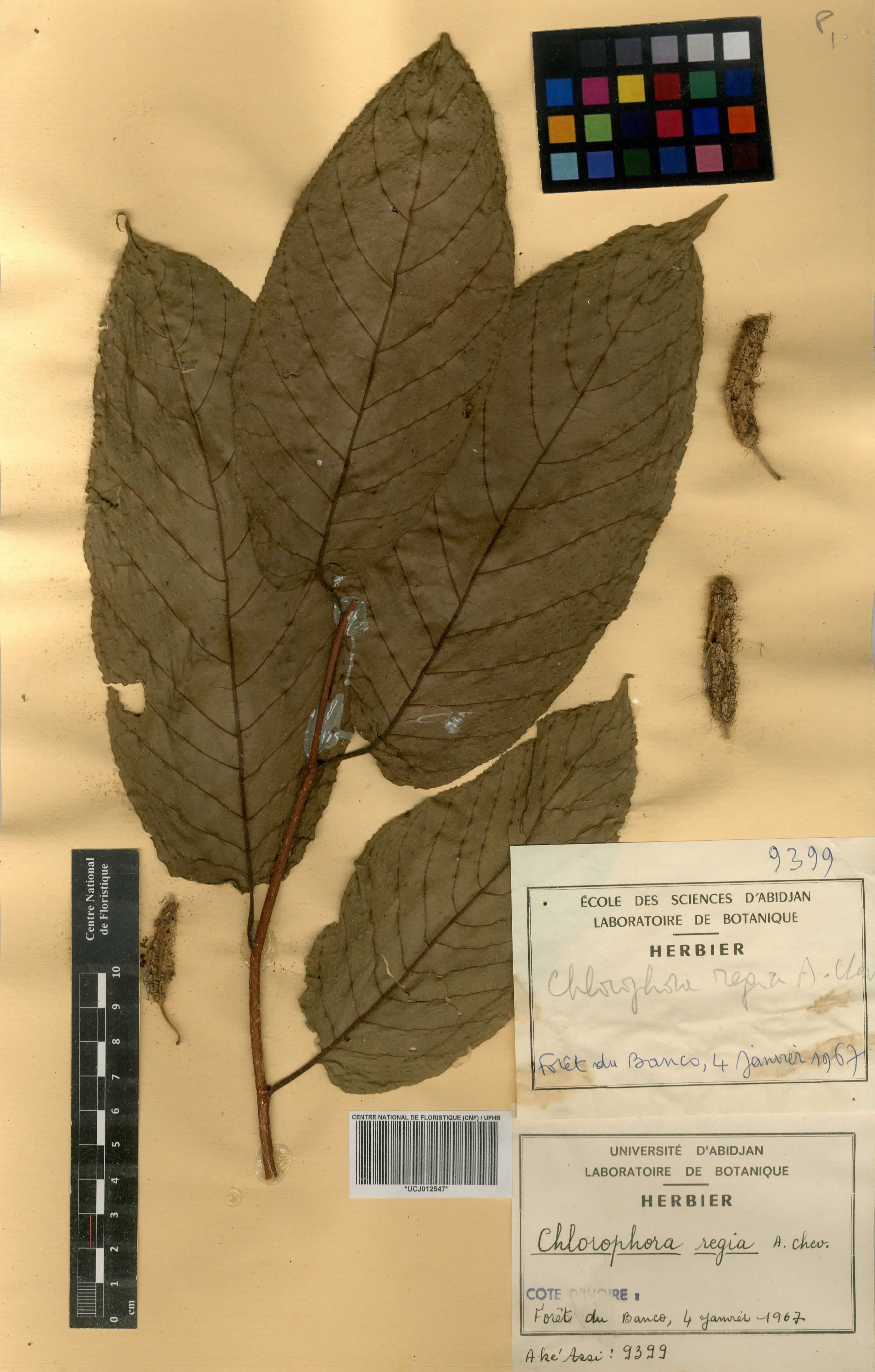 Milicia regia - 94