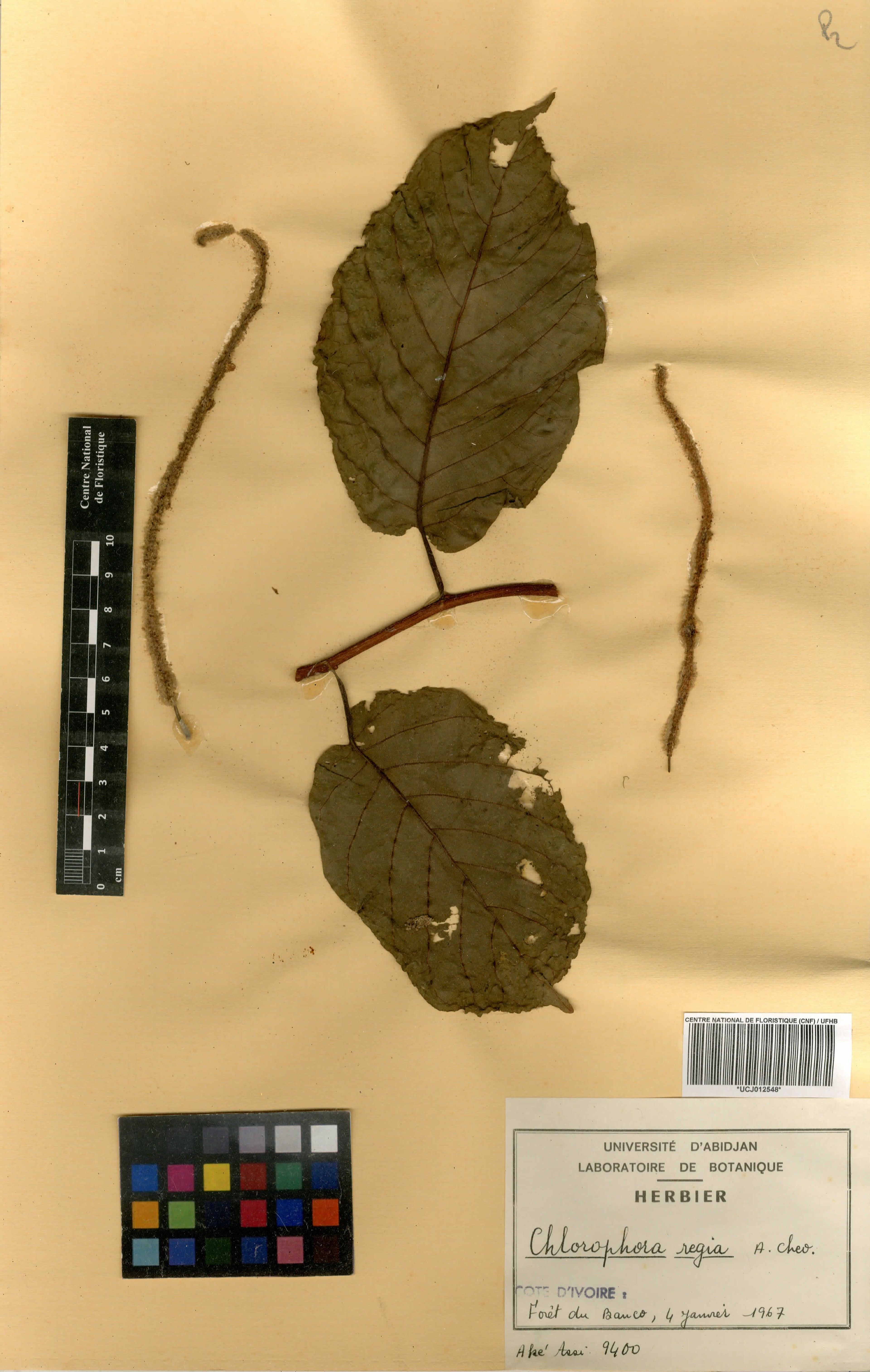 Milicia regia - 33