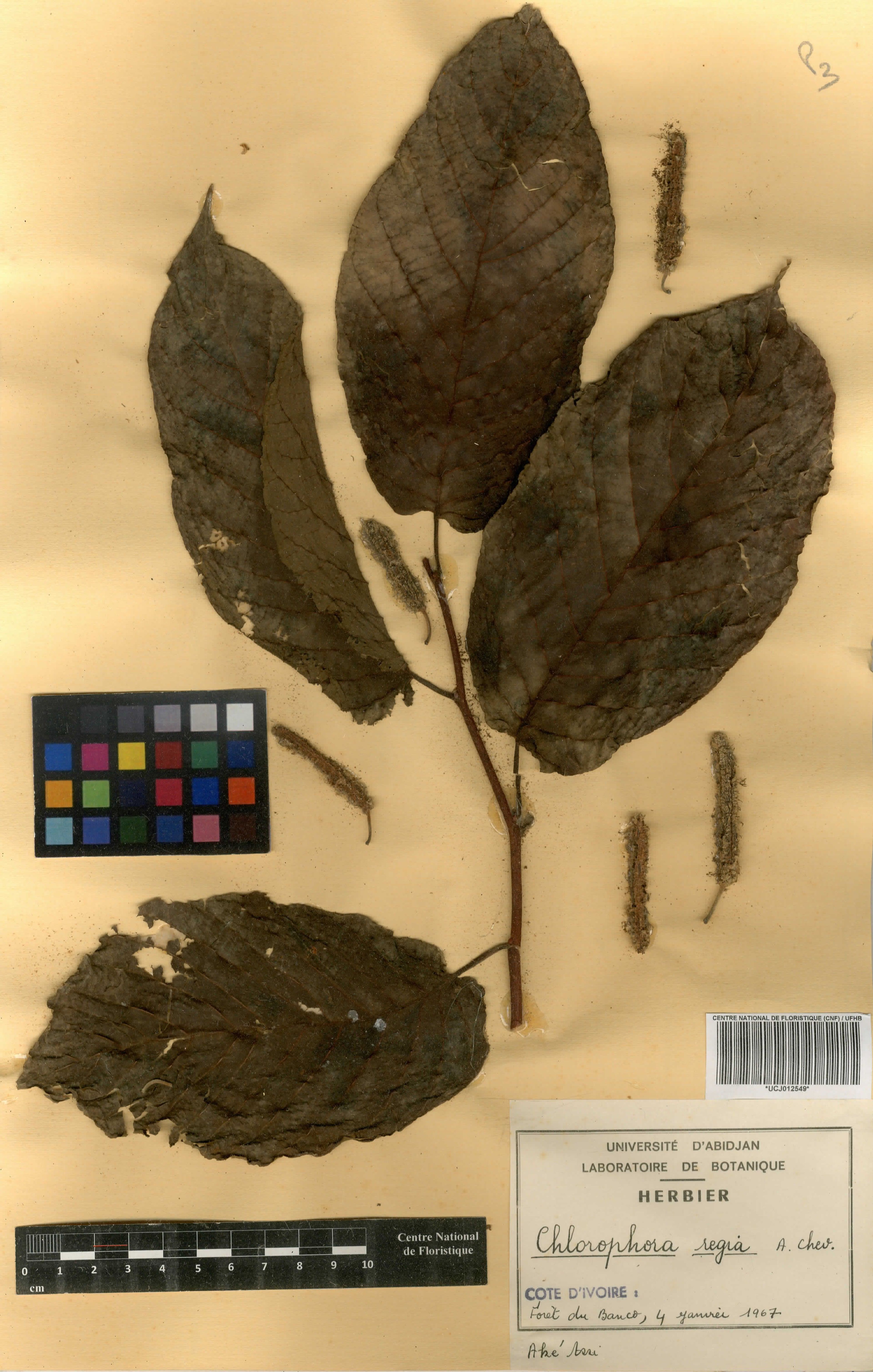 Milicia regia - 8