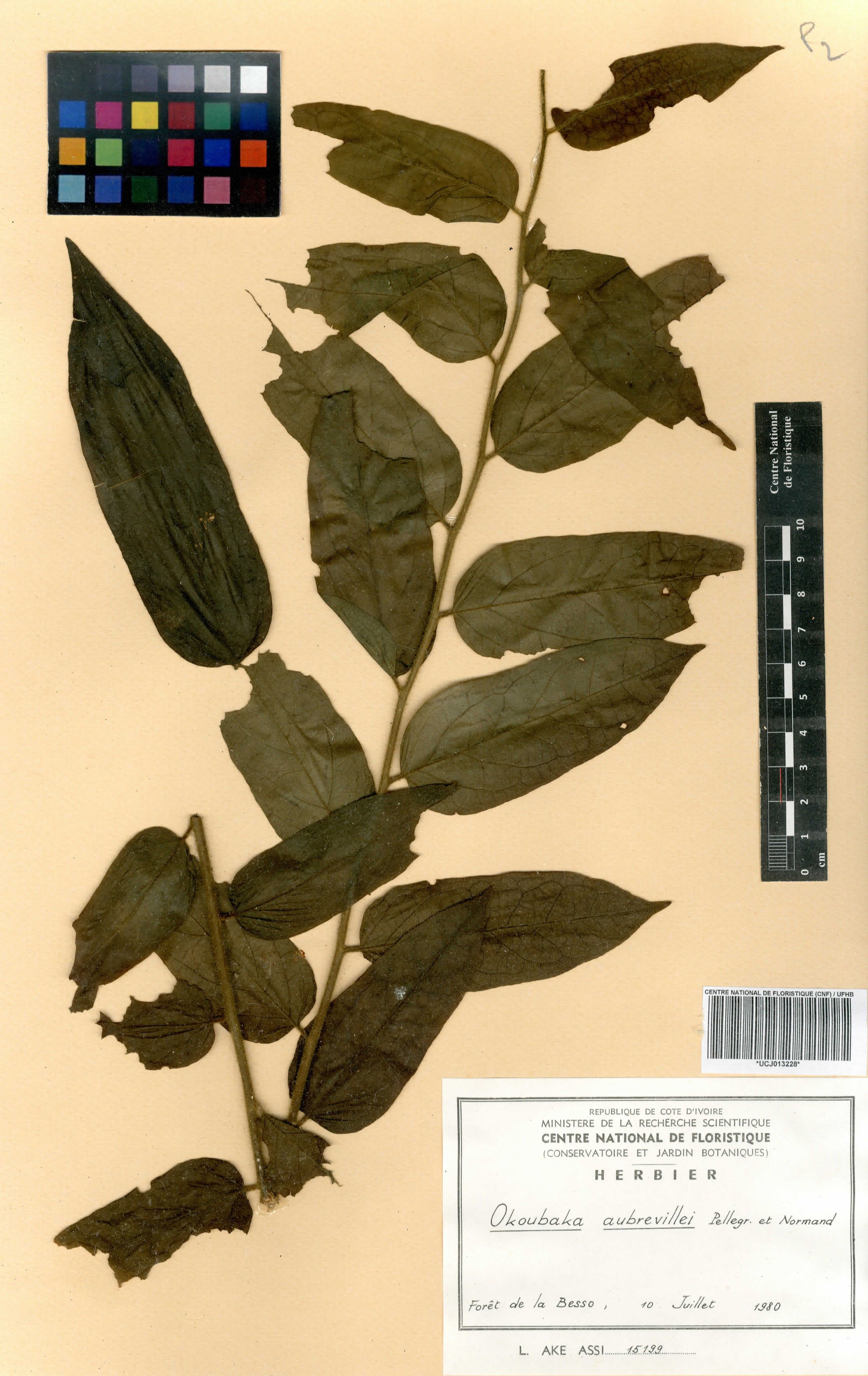 Okoubaka aubrevillei - 11