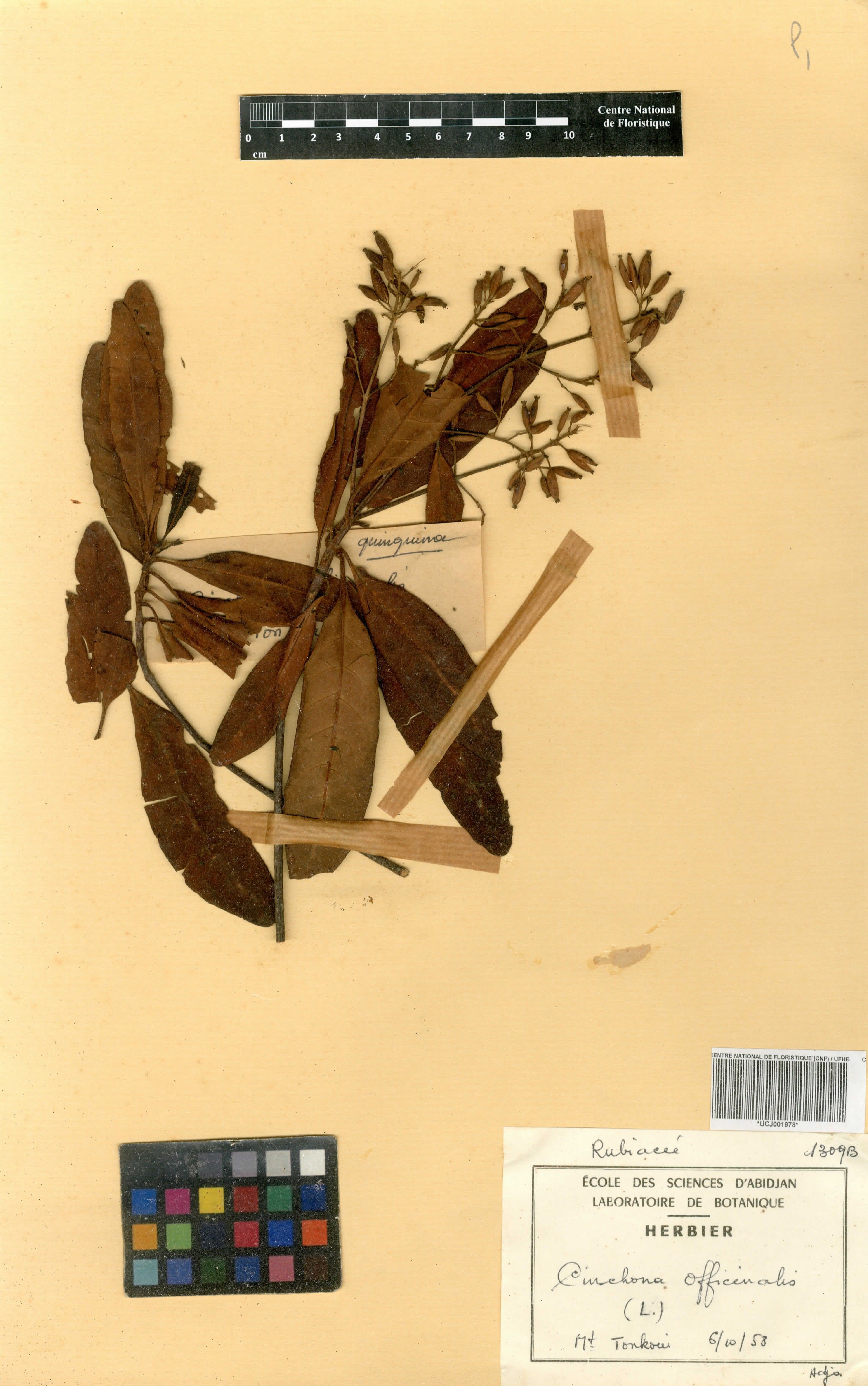 Cinchona officinalis - 43