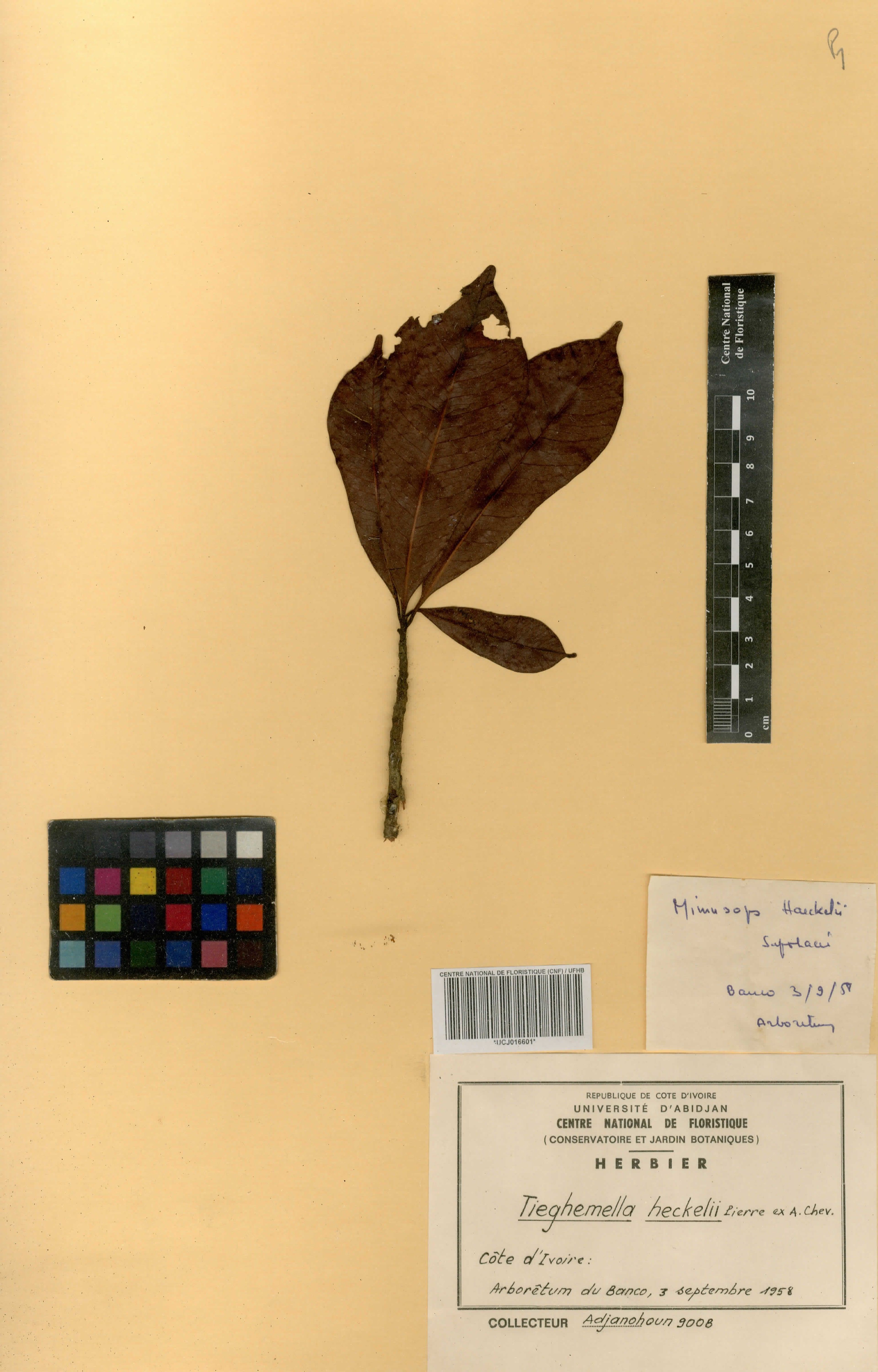 Tieghemella heckelii - 35