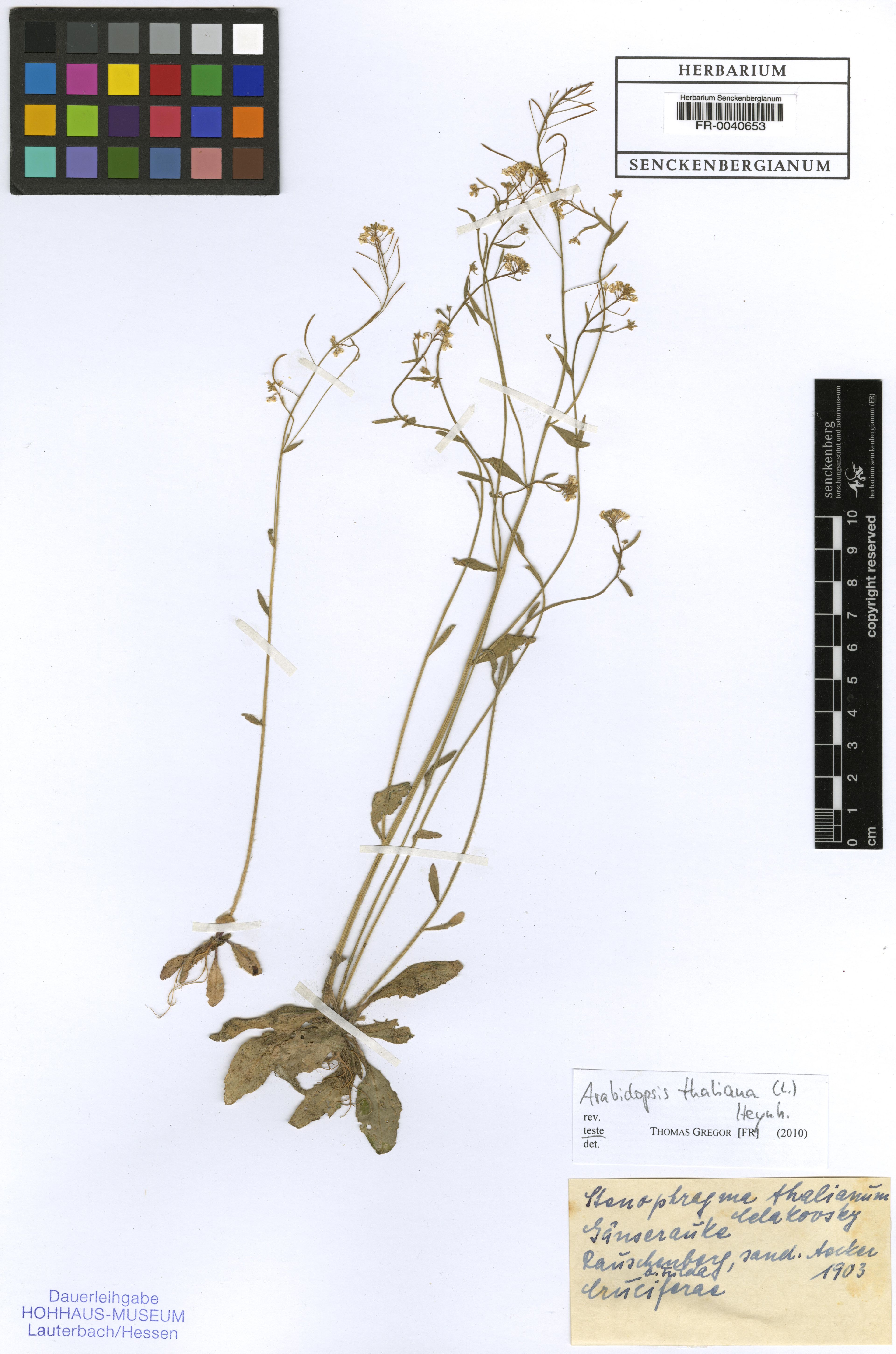 Arabidopsis thaliana - 3