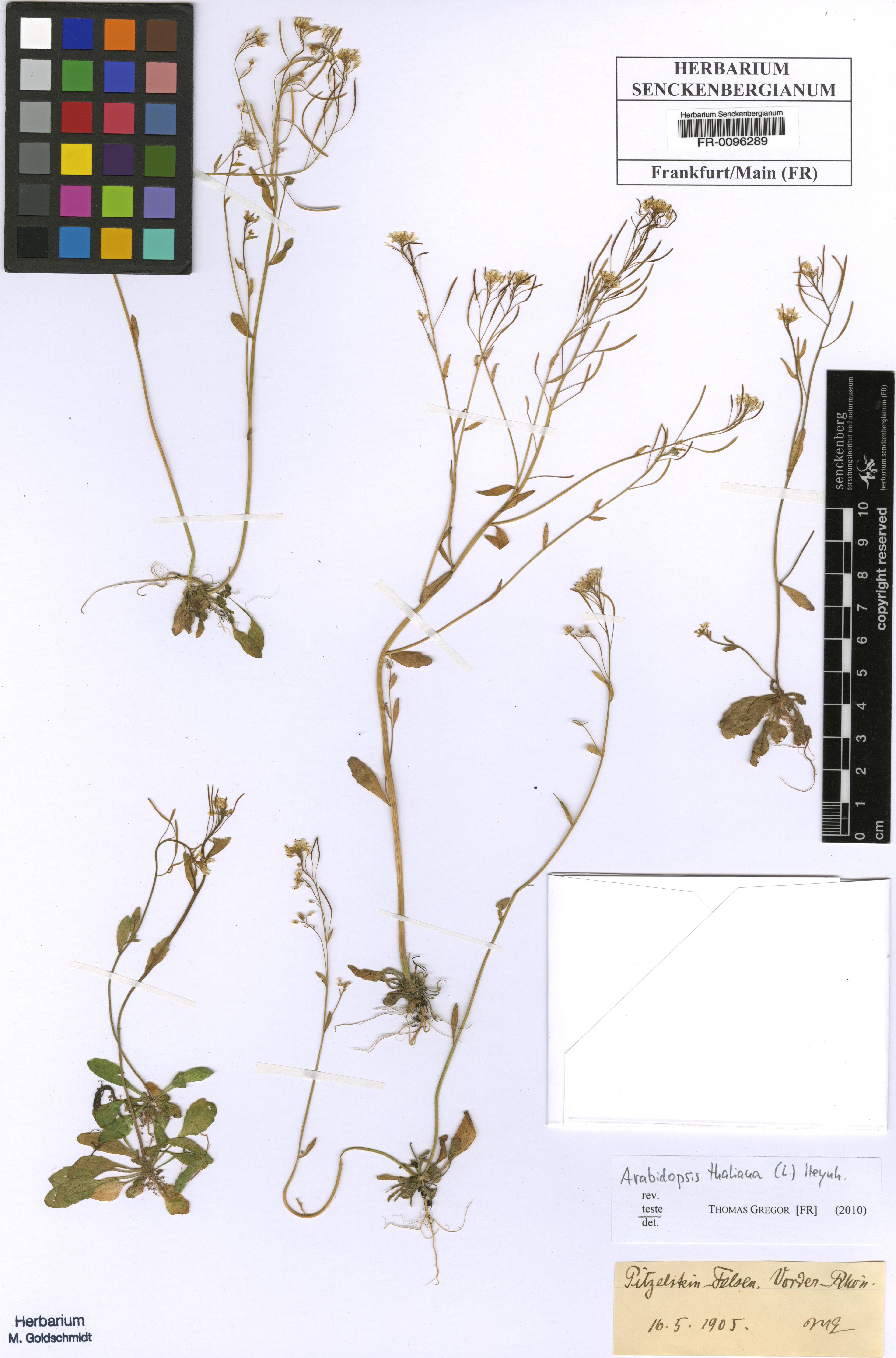 Arabidopsis thaliana - 12