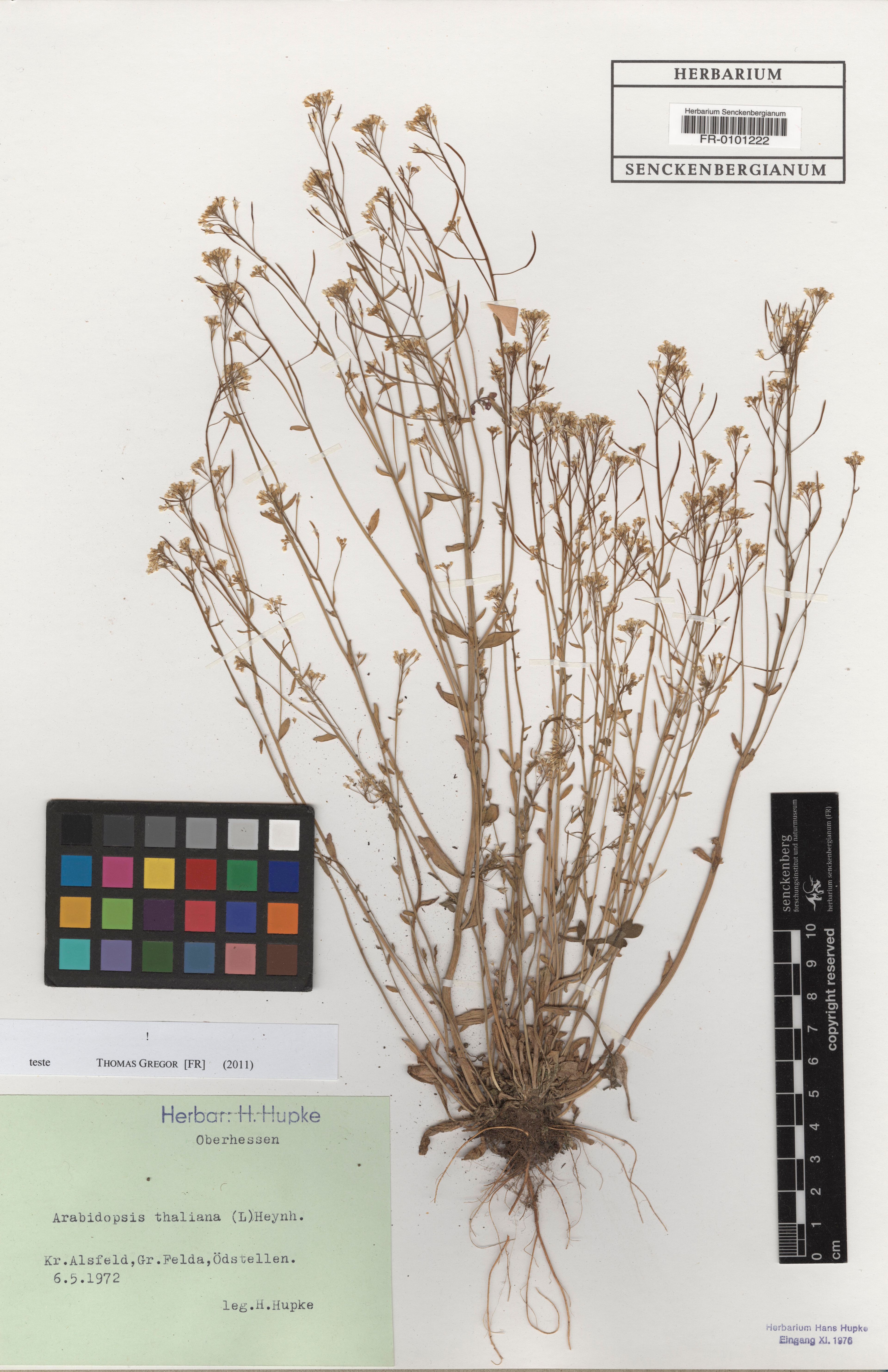 Arabidopsis thaliana - 14