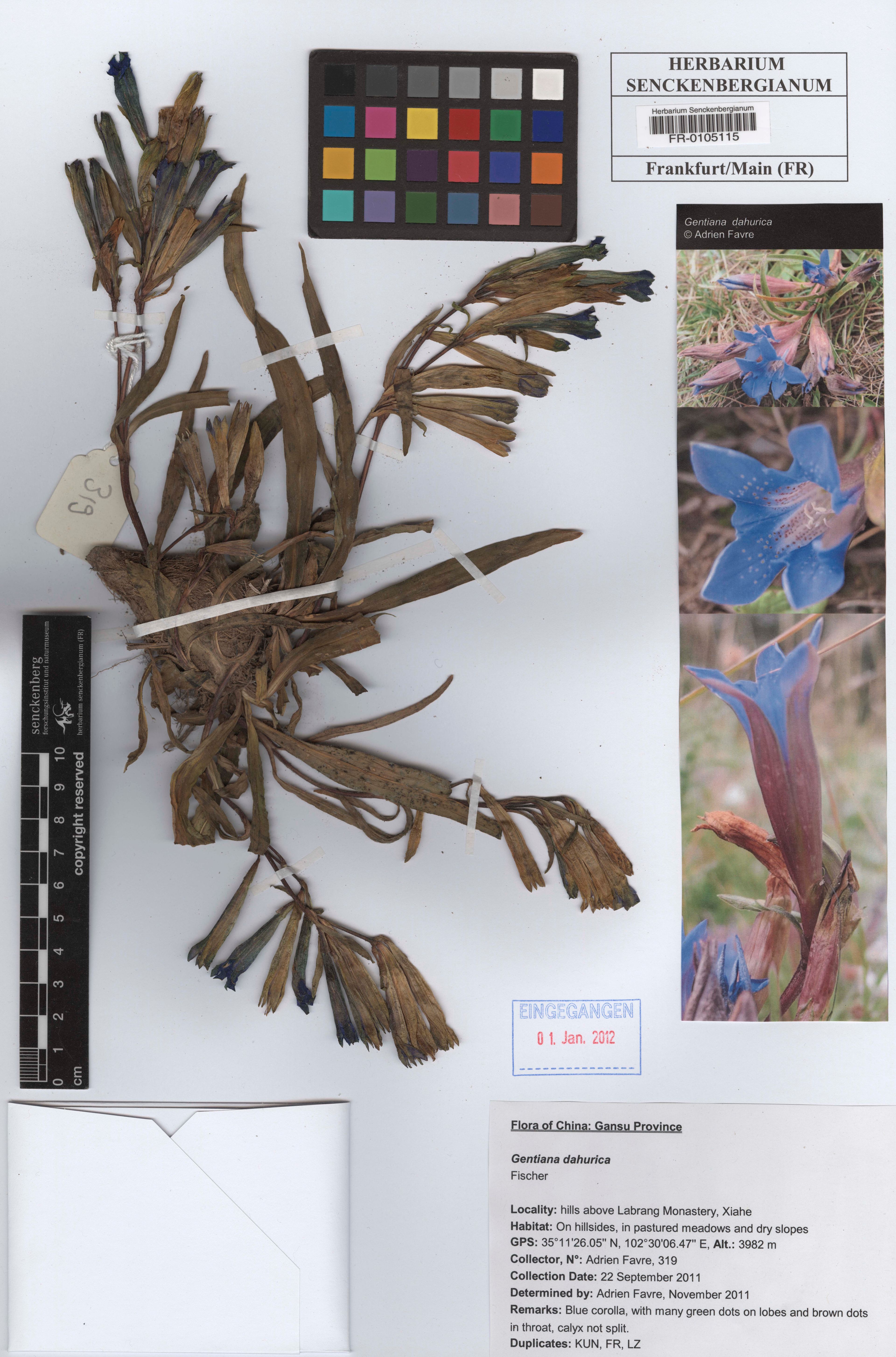 Gentiana dahurica - 53