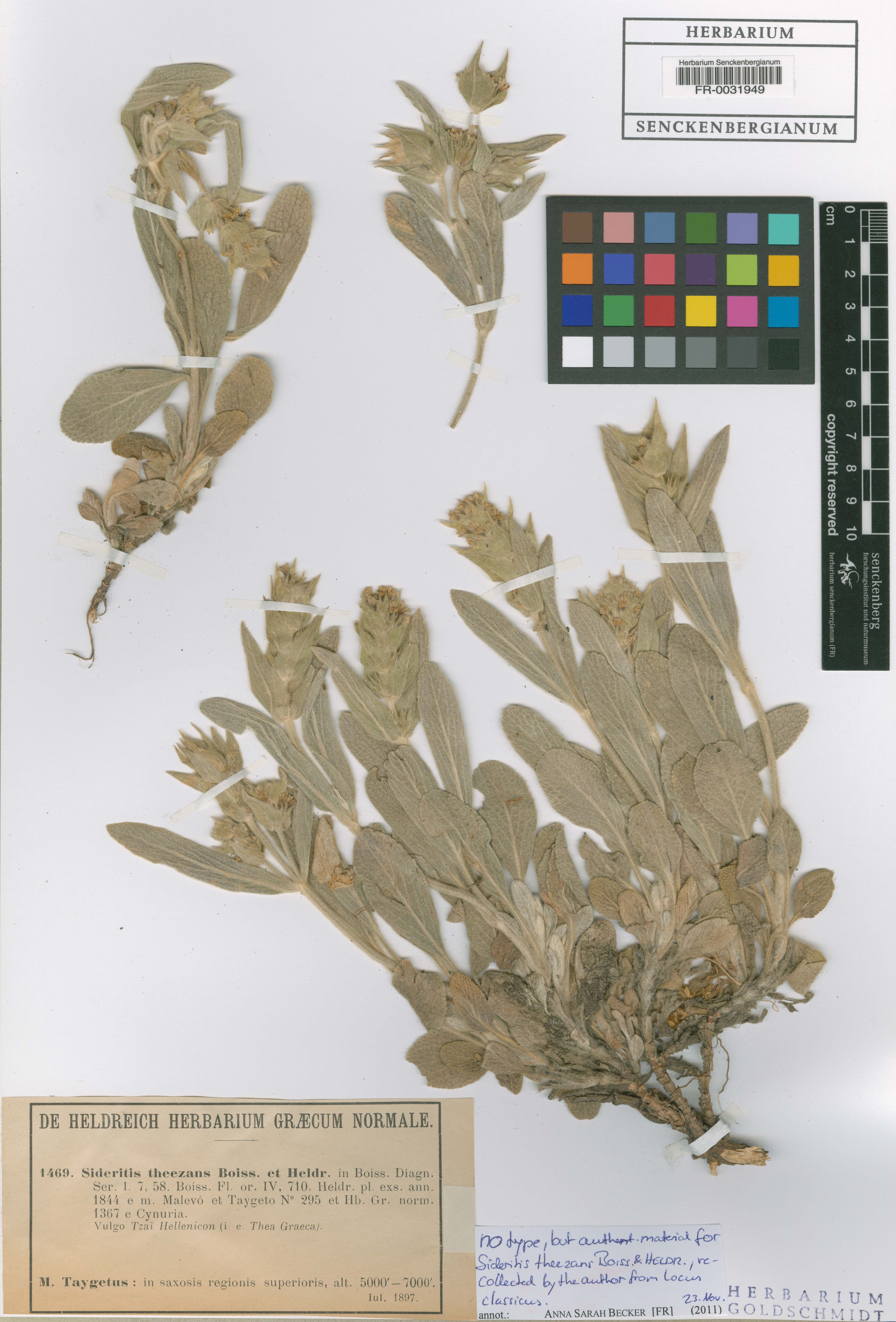 Sideritis theezans - 1