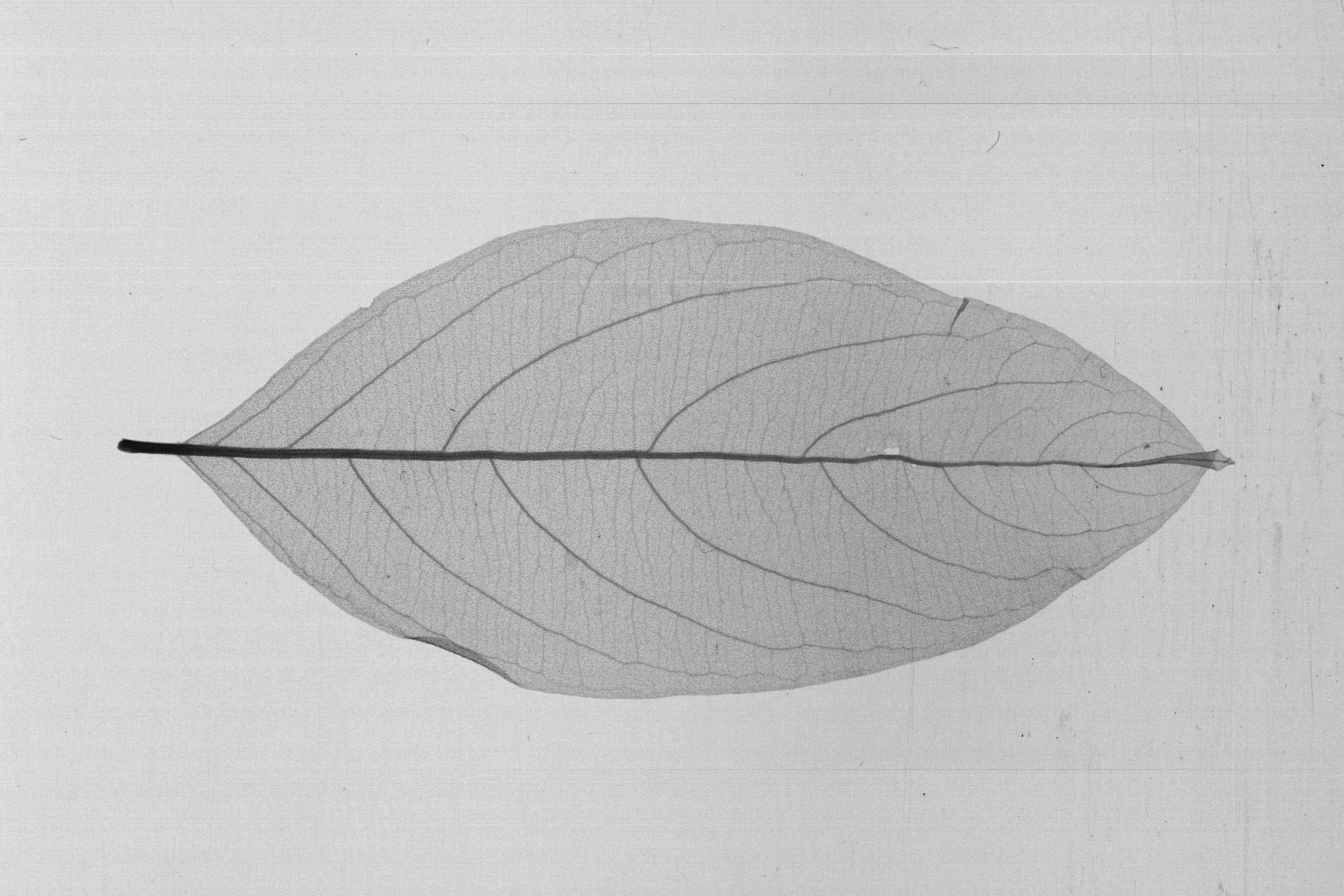 Anogeissus leiocarpa - 66