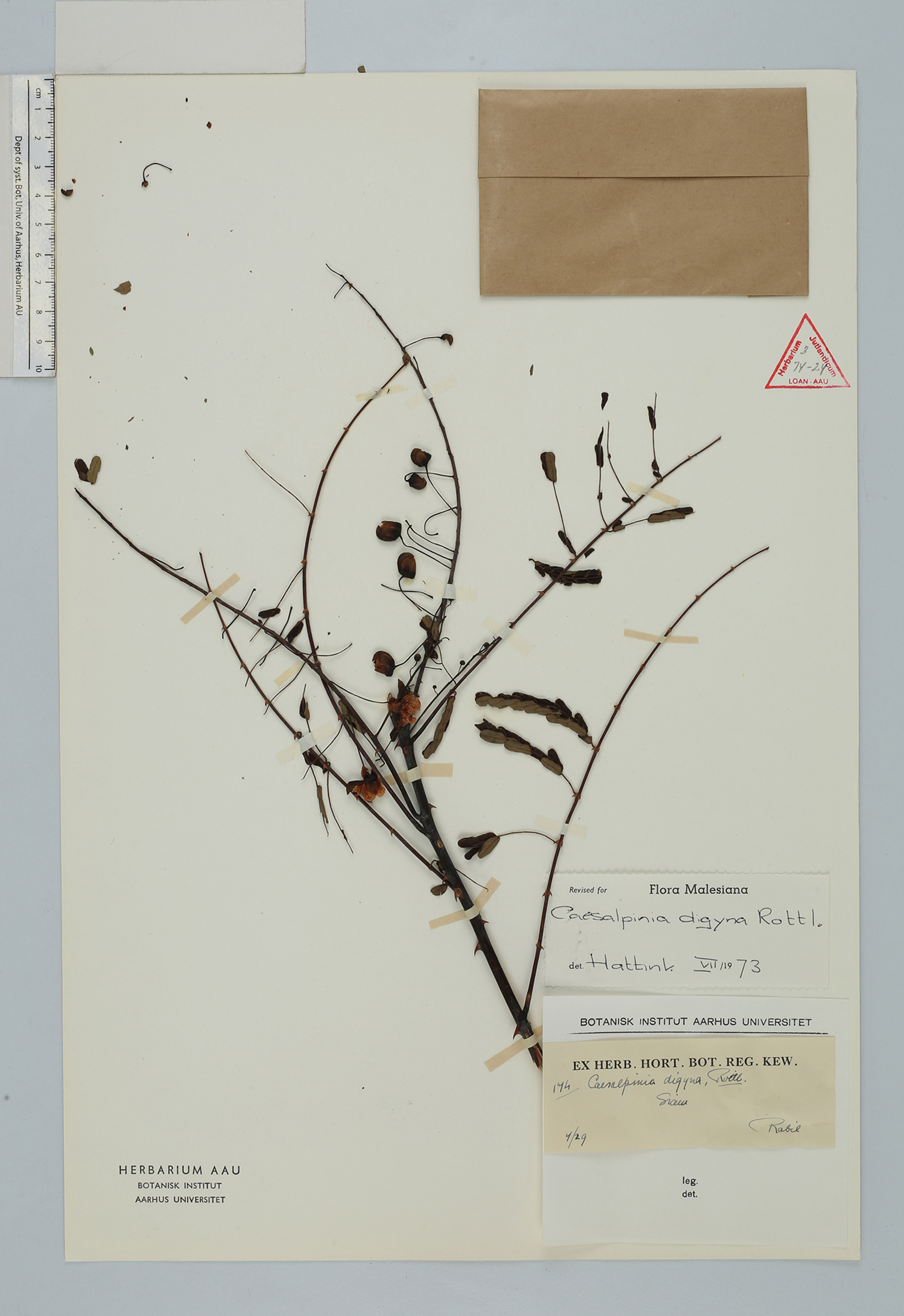Caesalpinia digyna - 20