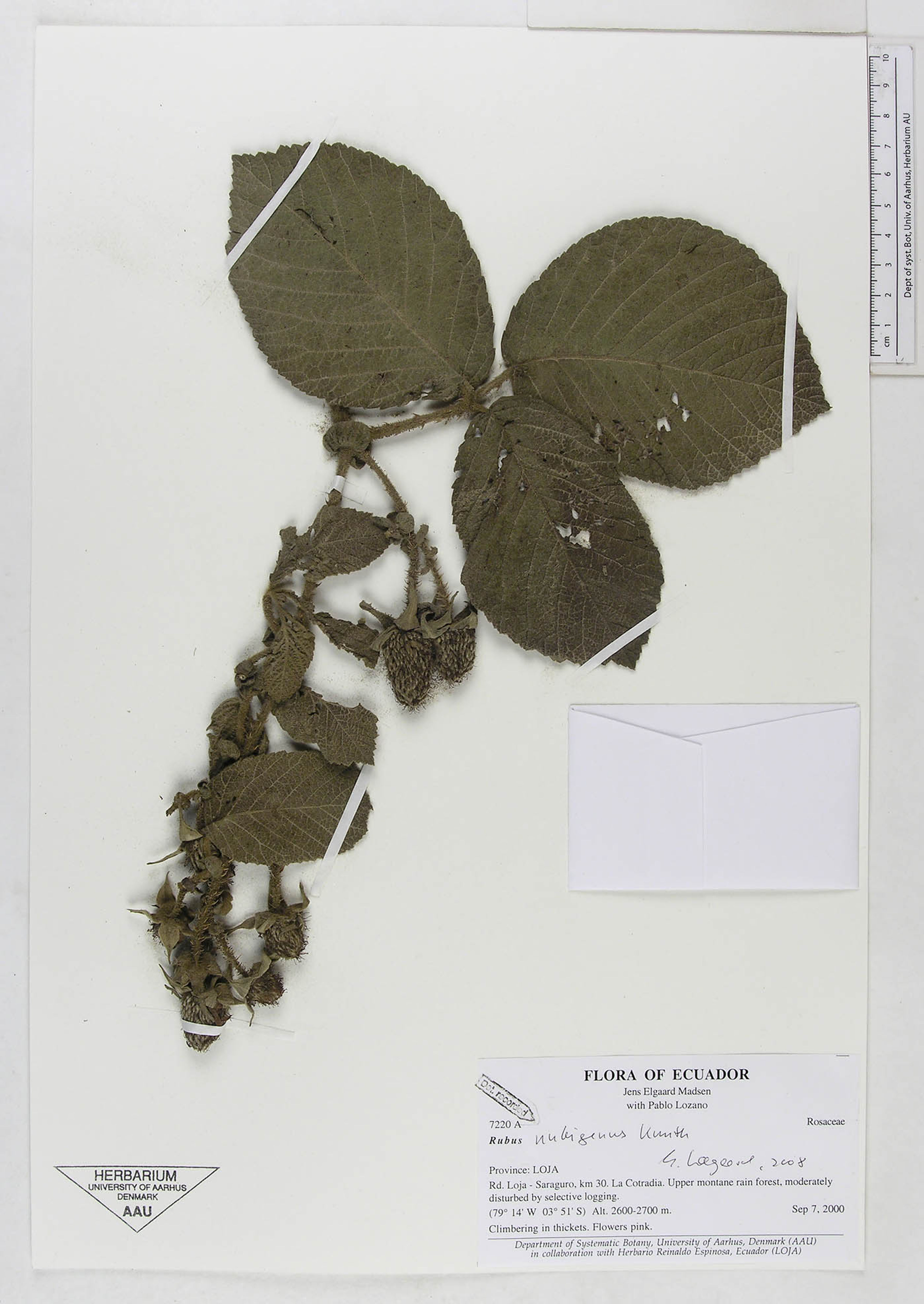 Rubus nubigenus - 27