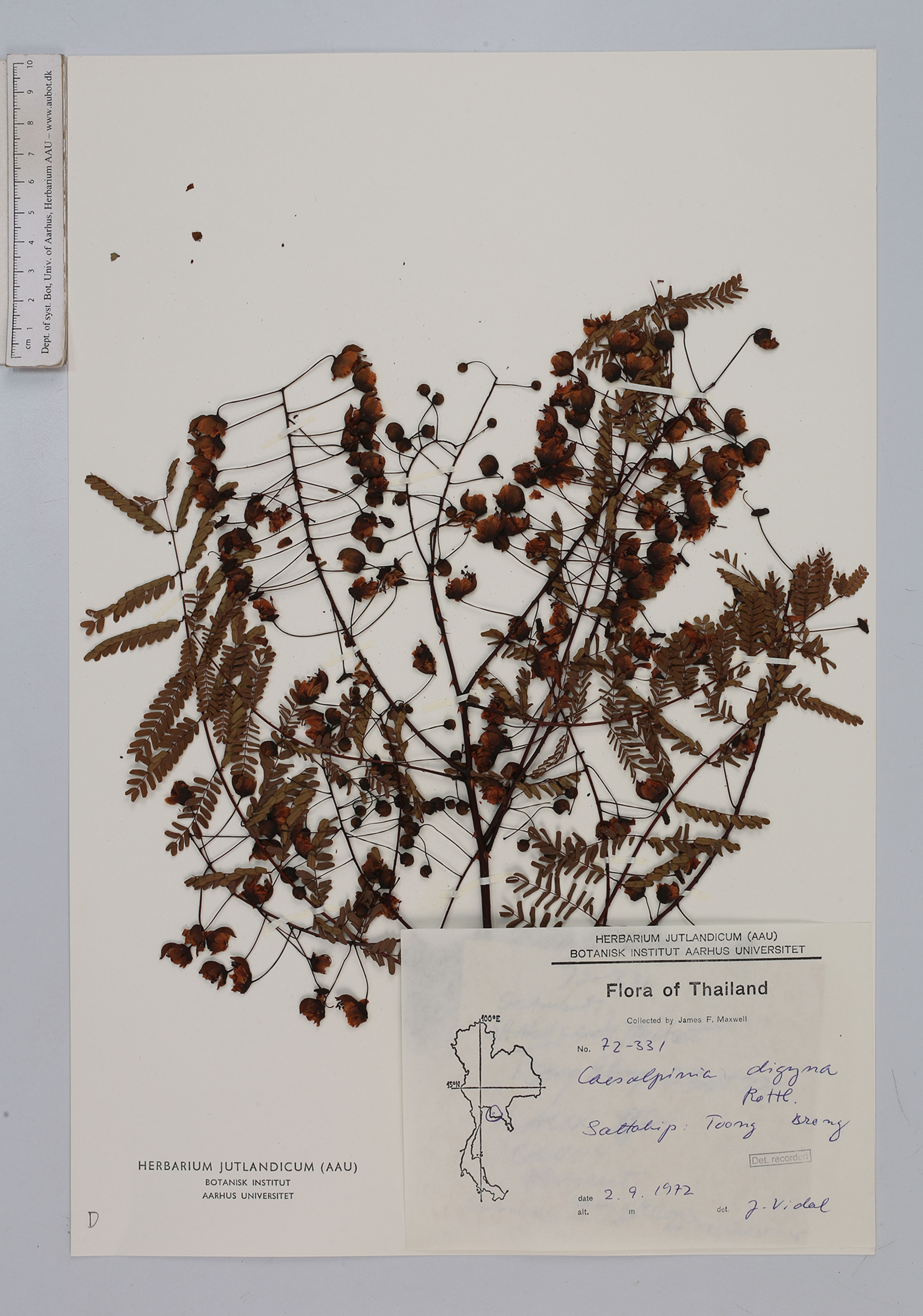 Caesalpinia digyna - 4