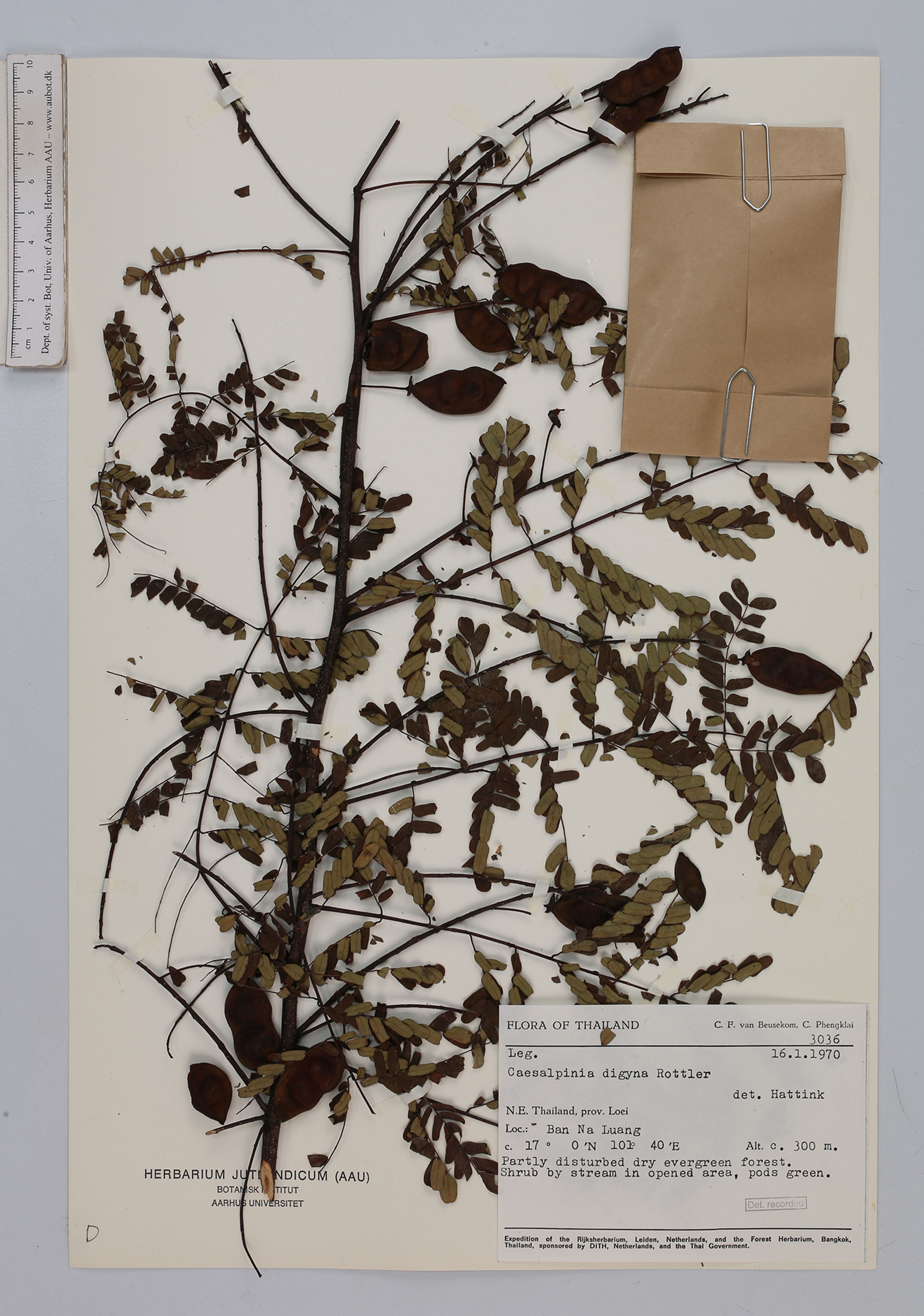 Caesalpinia digyna - 11