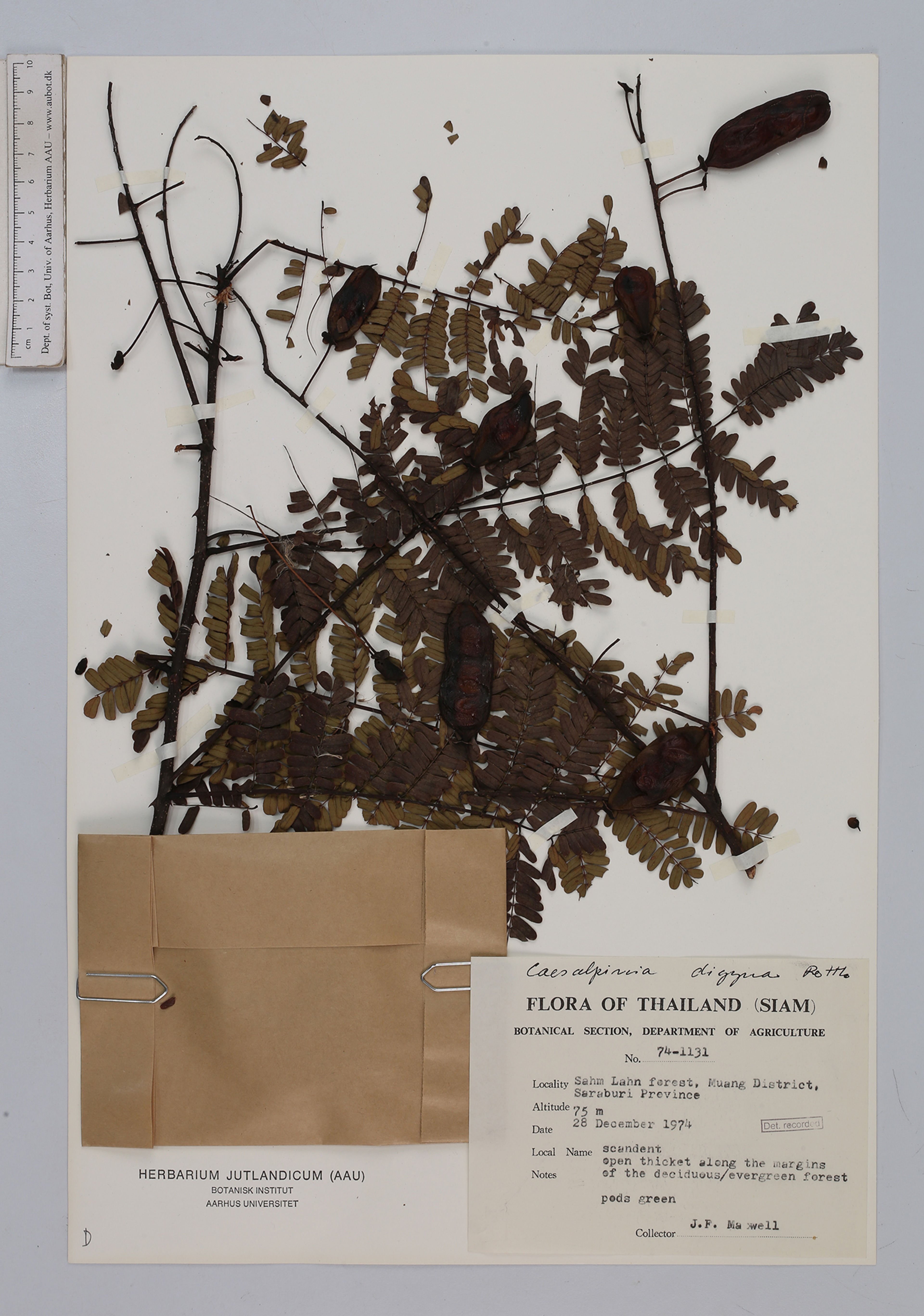 Caesalpinia digyna - 9
