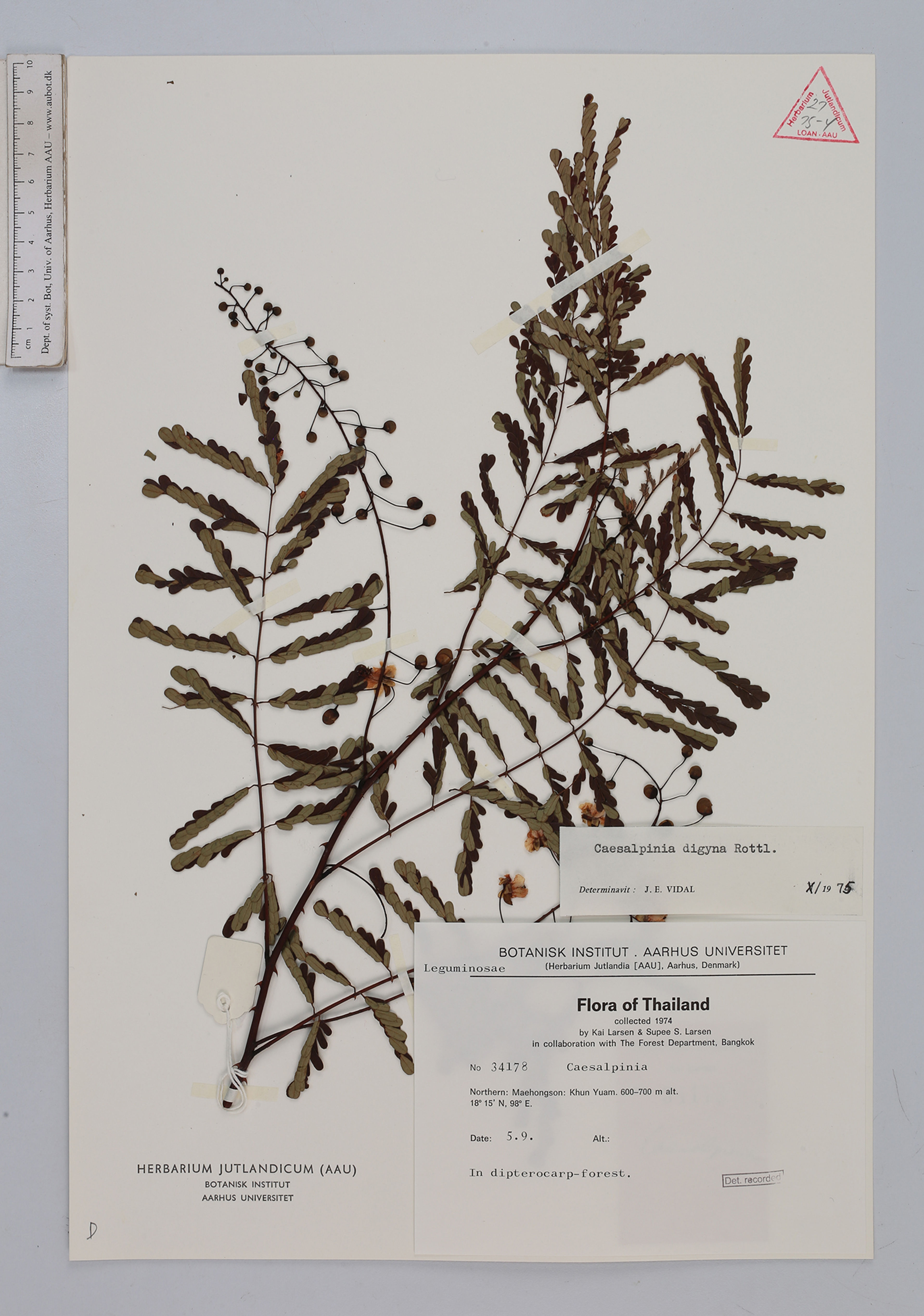 Caesalpinia digyna - 10