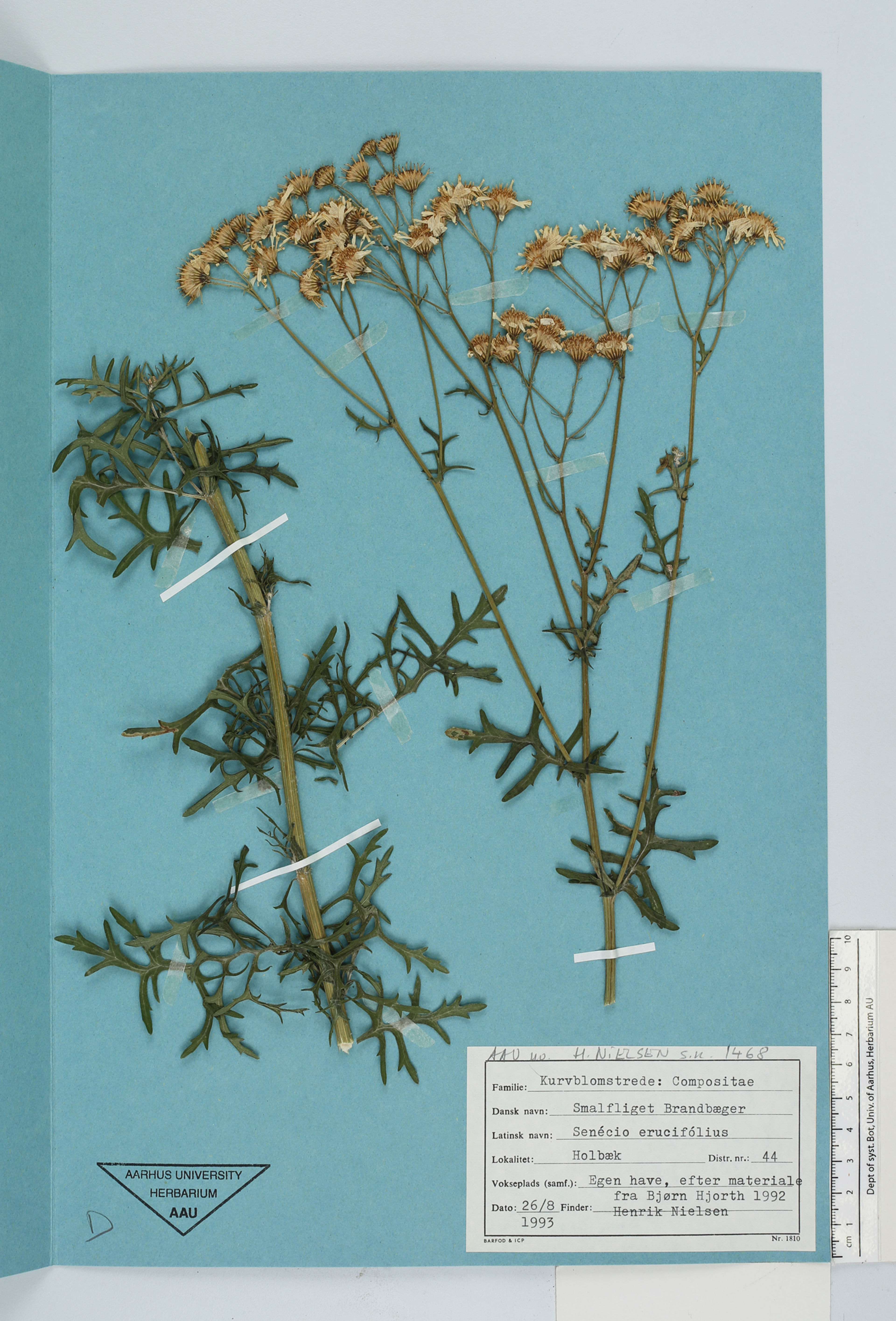 Senecio erucifolius - 24