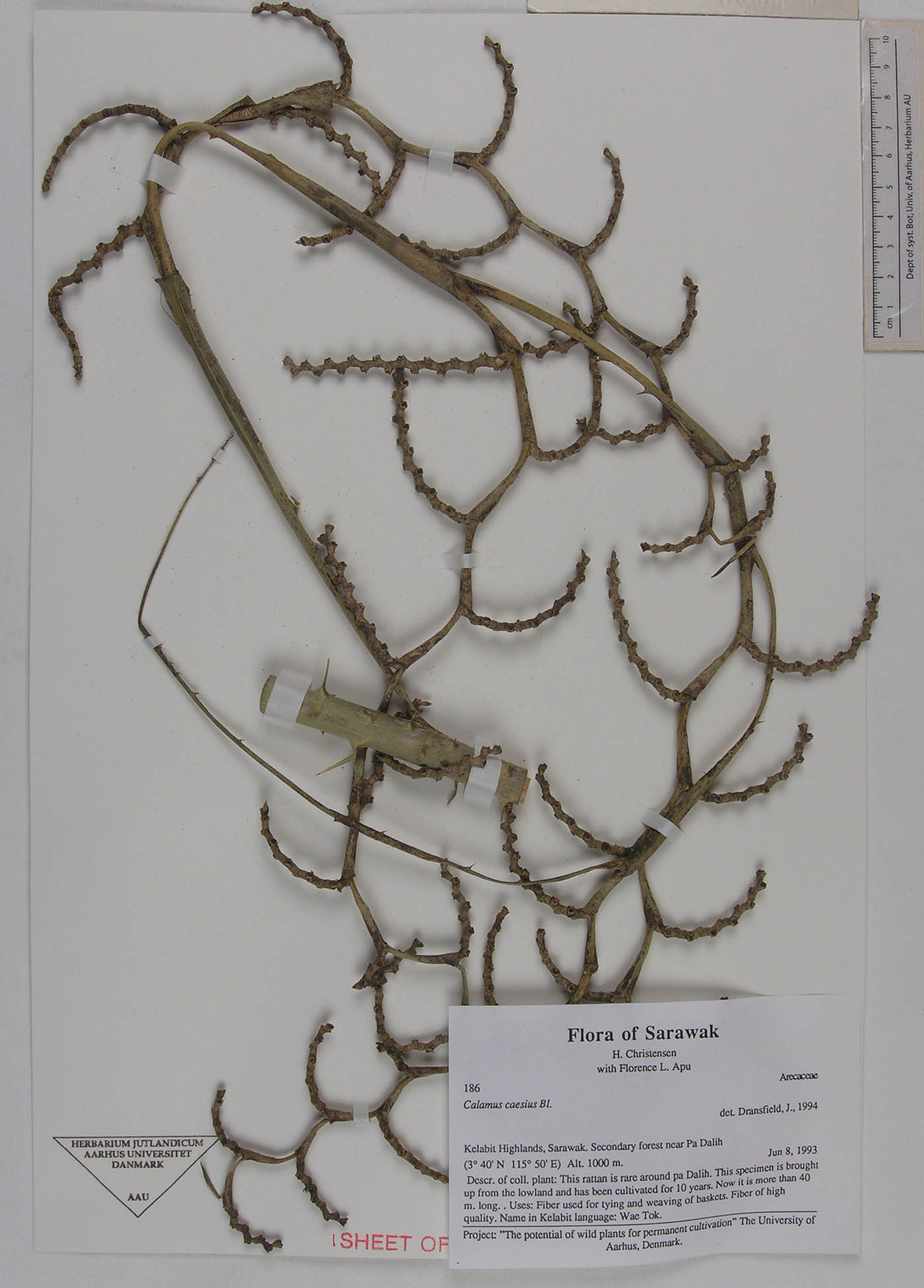 Calamus caesius - 49