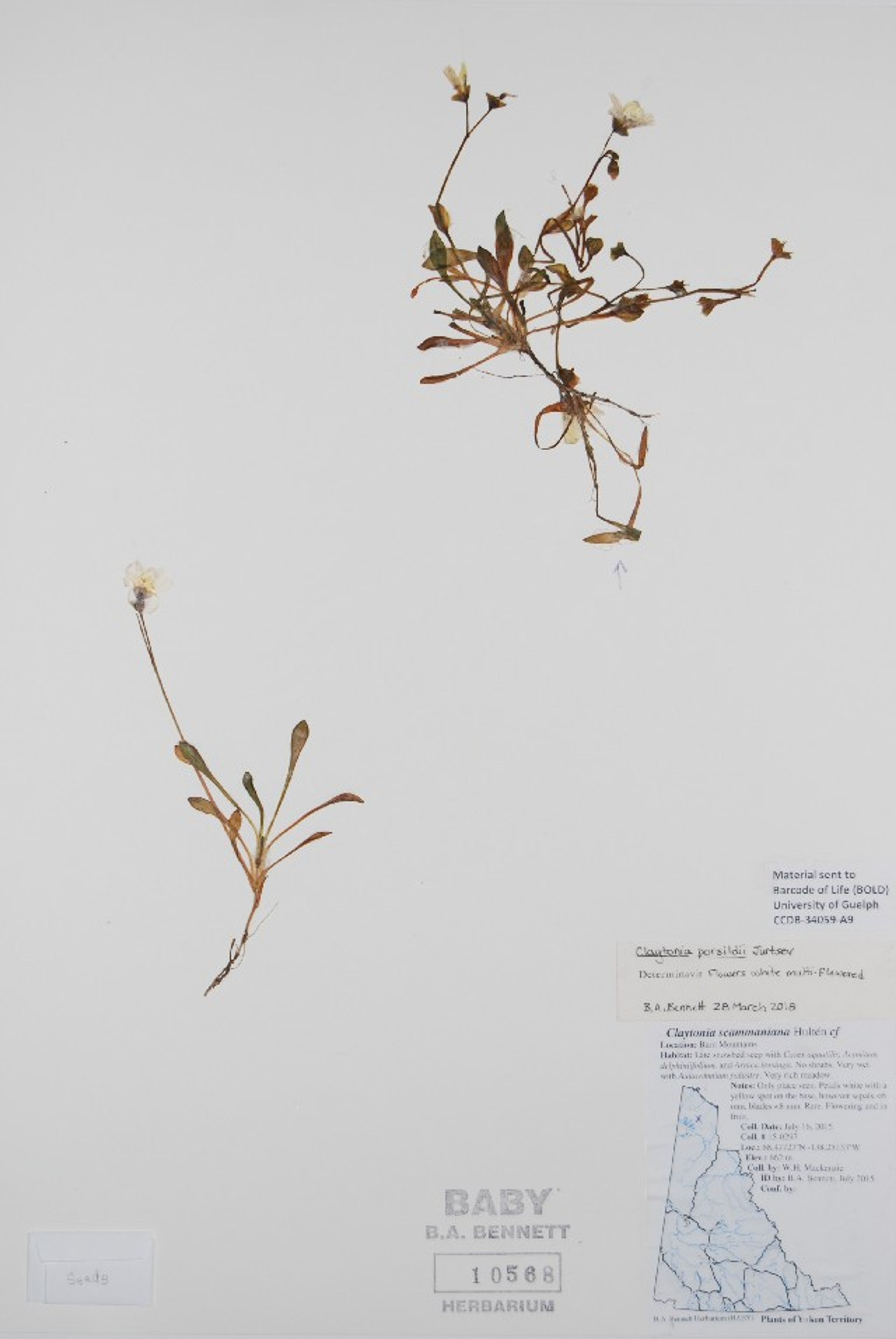 Claytonia scammaniana - 17