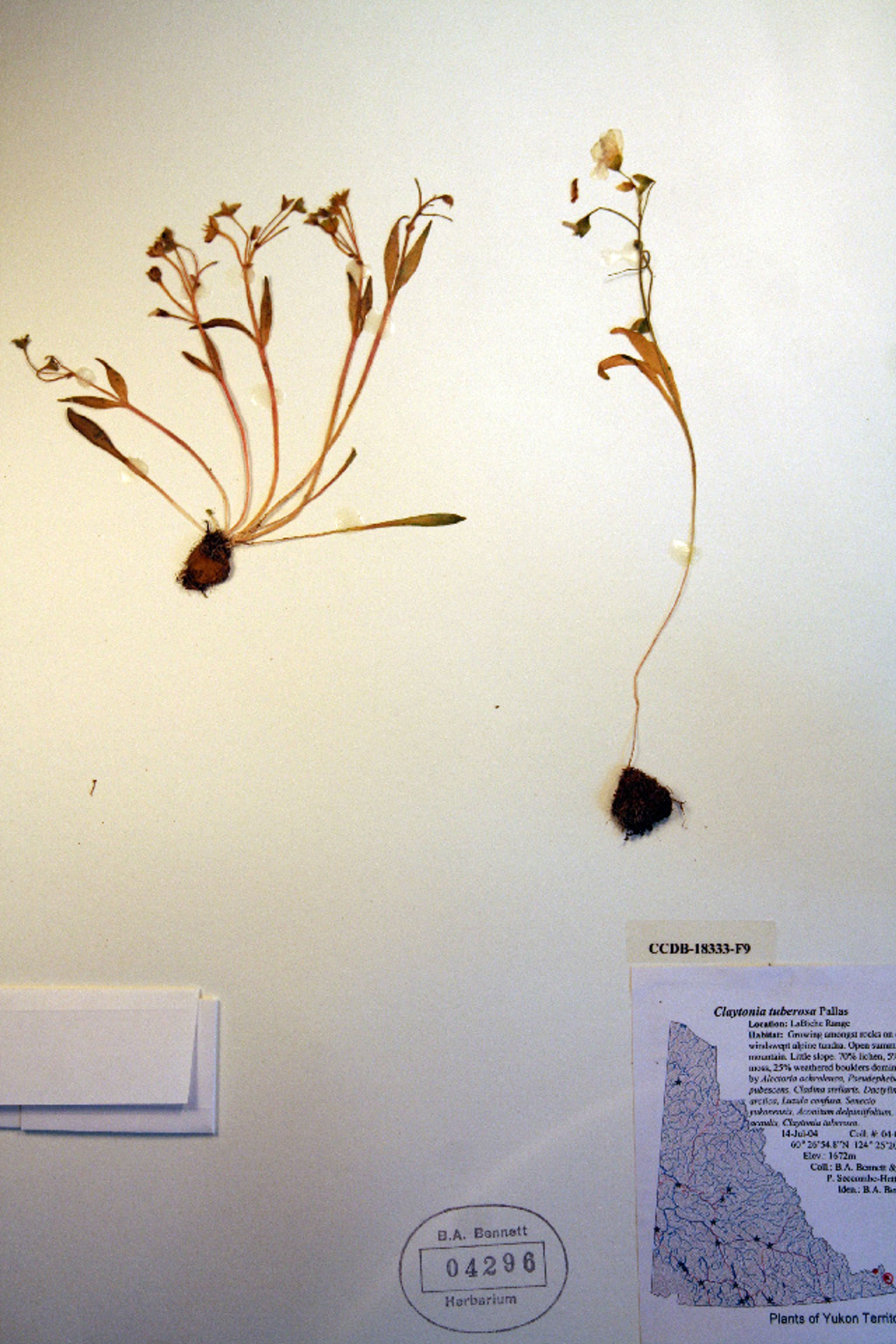Claytonia tuberosa - 22
