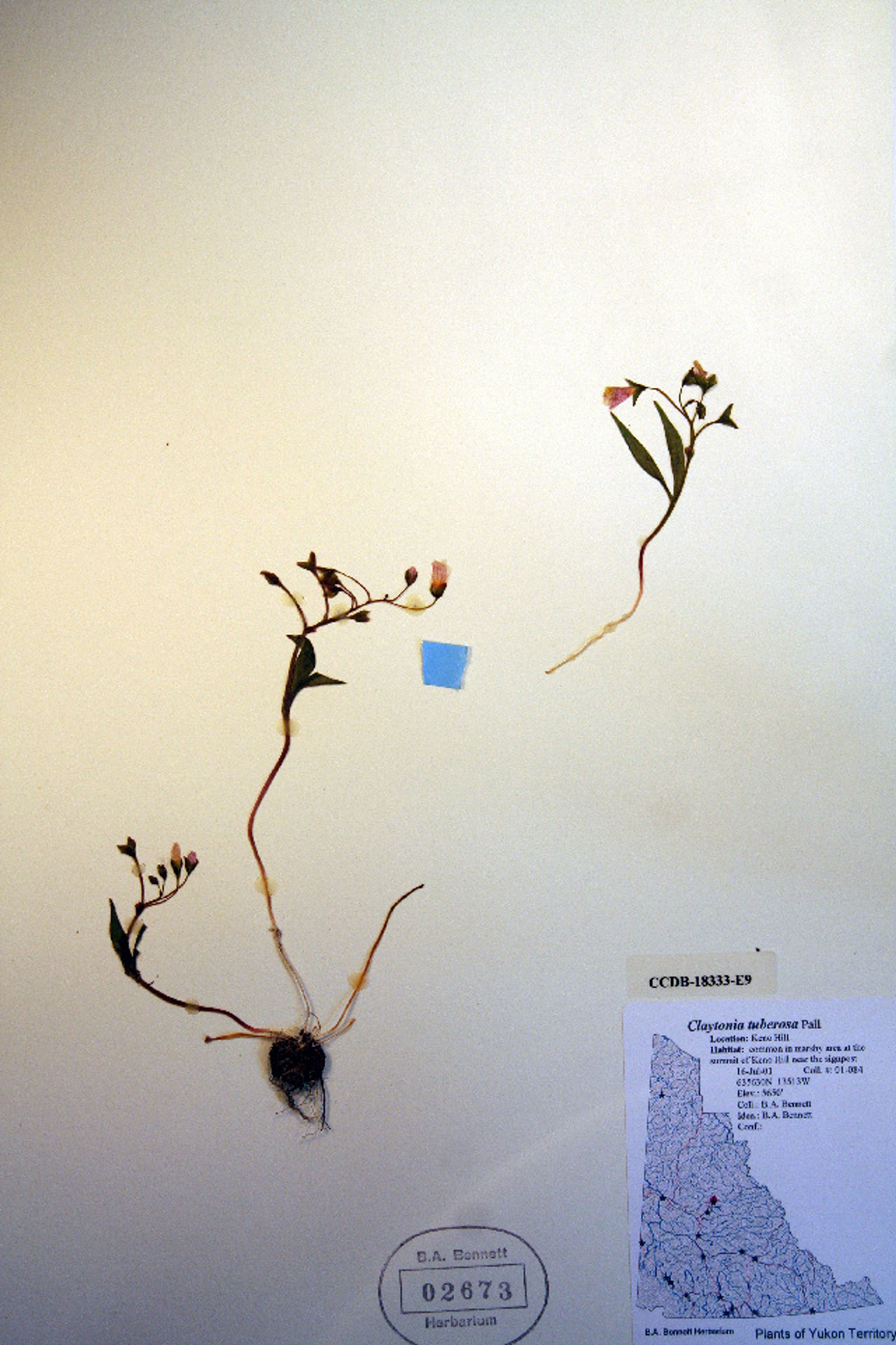 Claytonia tuberosa - 45